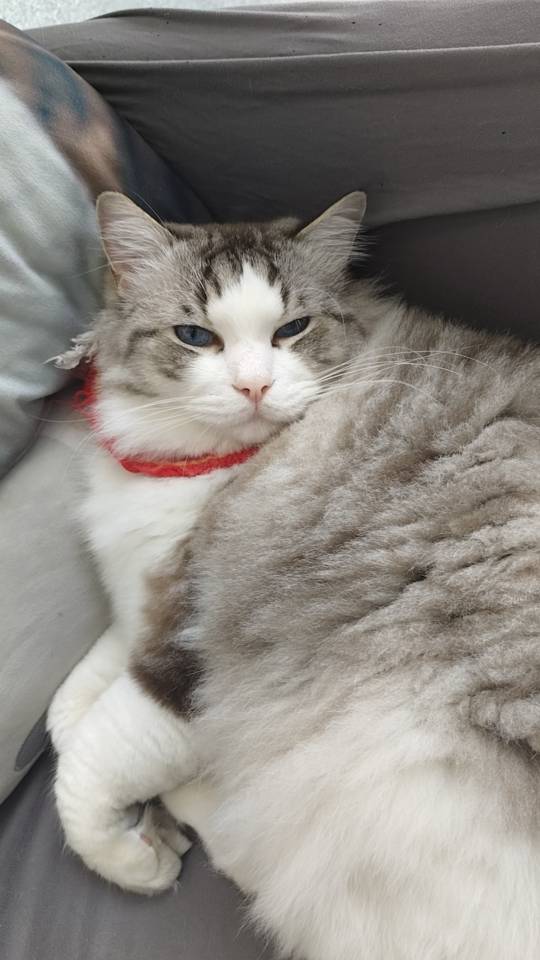 绵阳需要上门喂猫，喂狗的嘛，有养猫经验需要的可以私聊