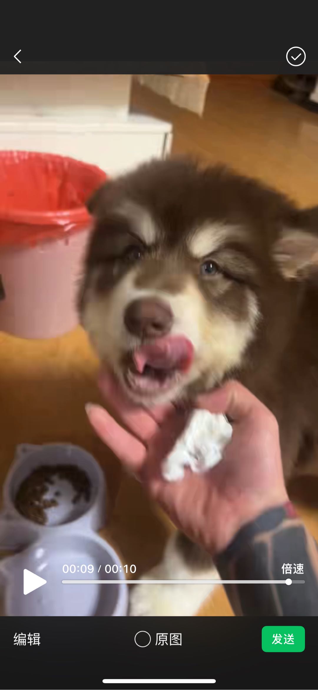 狗狗阿拉斯加雪橇犬