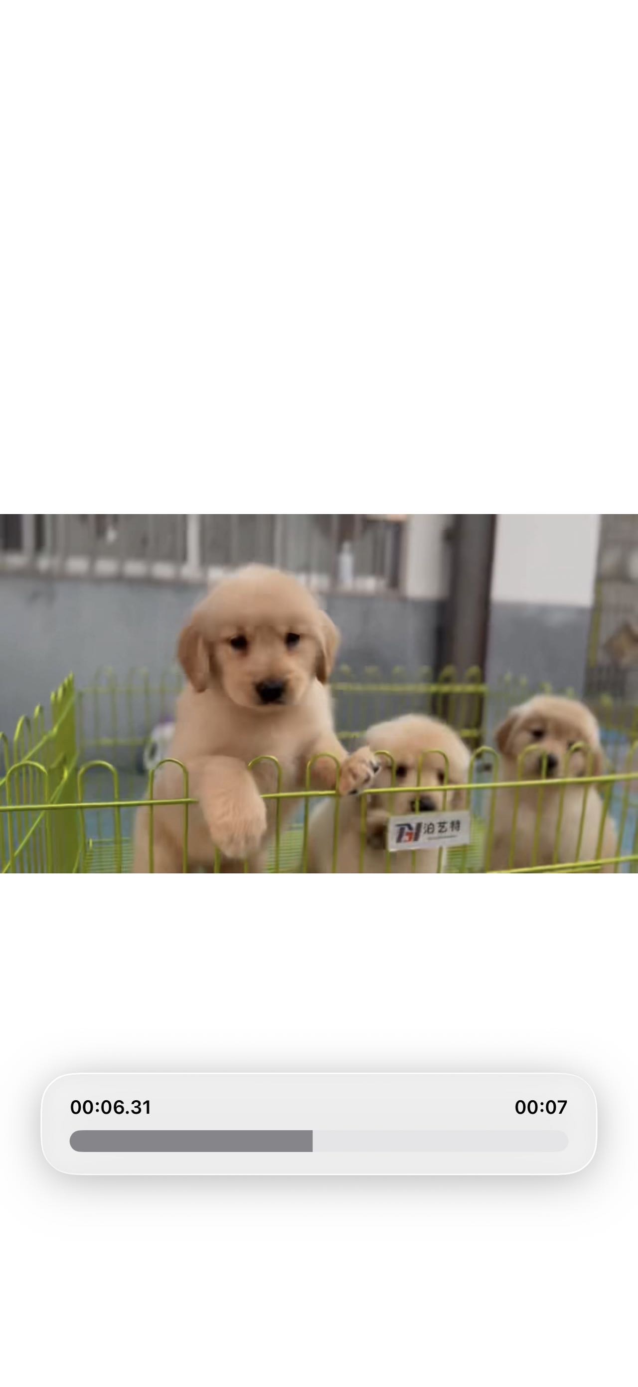 狗狗金毛犬