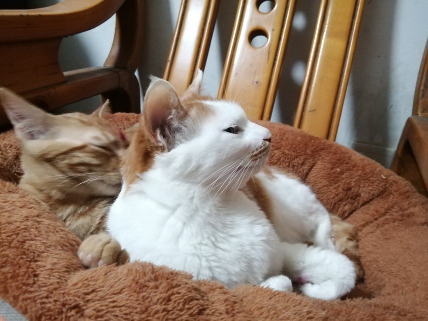 深圳上门遛狗喂猫

自己有两狗两猫（有7年养宠经验），在宠物医院工作过。