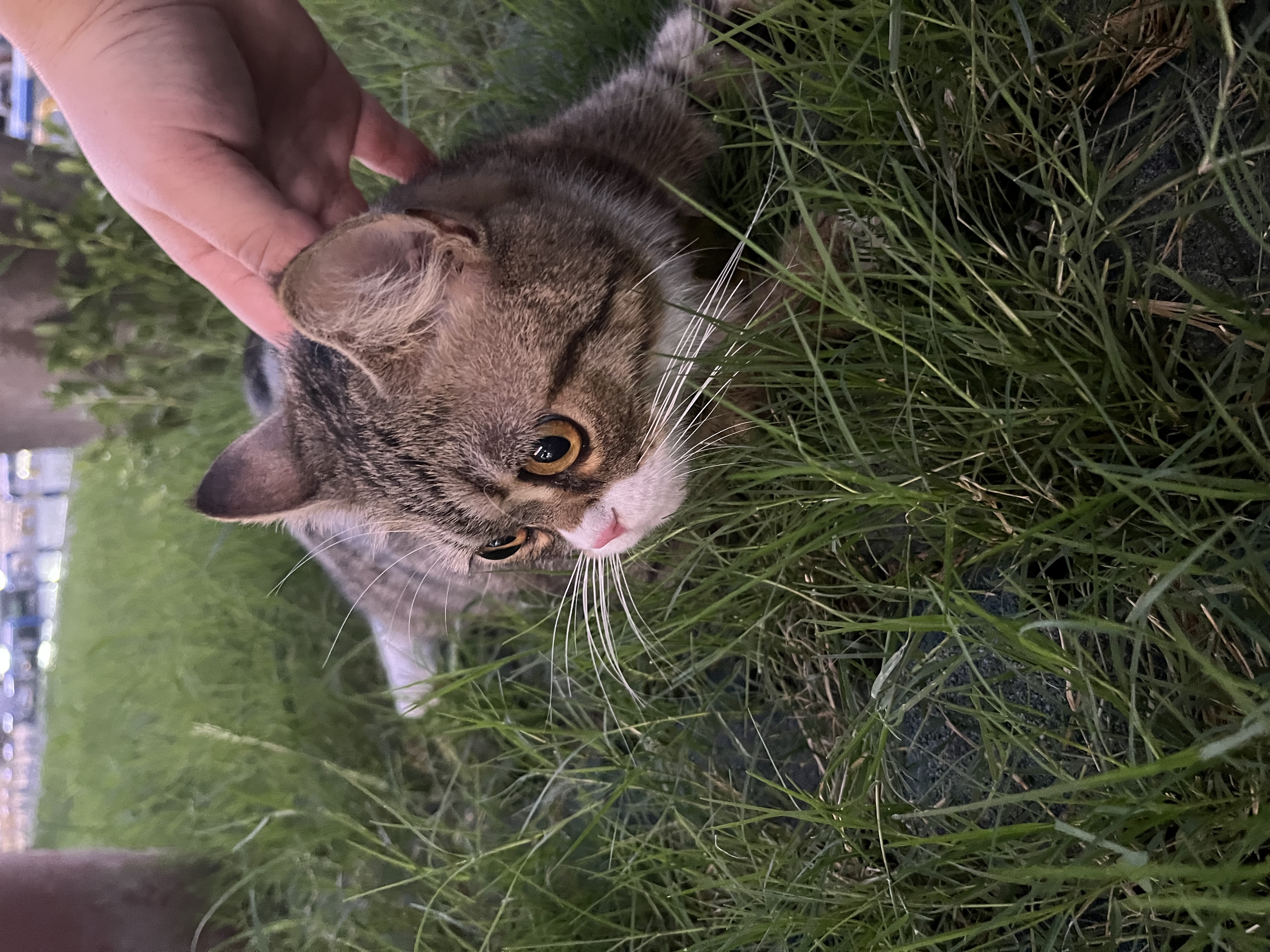 有没有加菲猫和狸花猫的串串呀