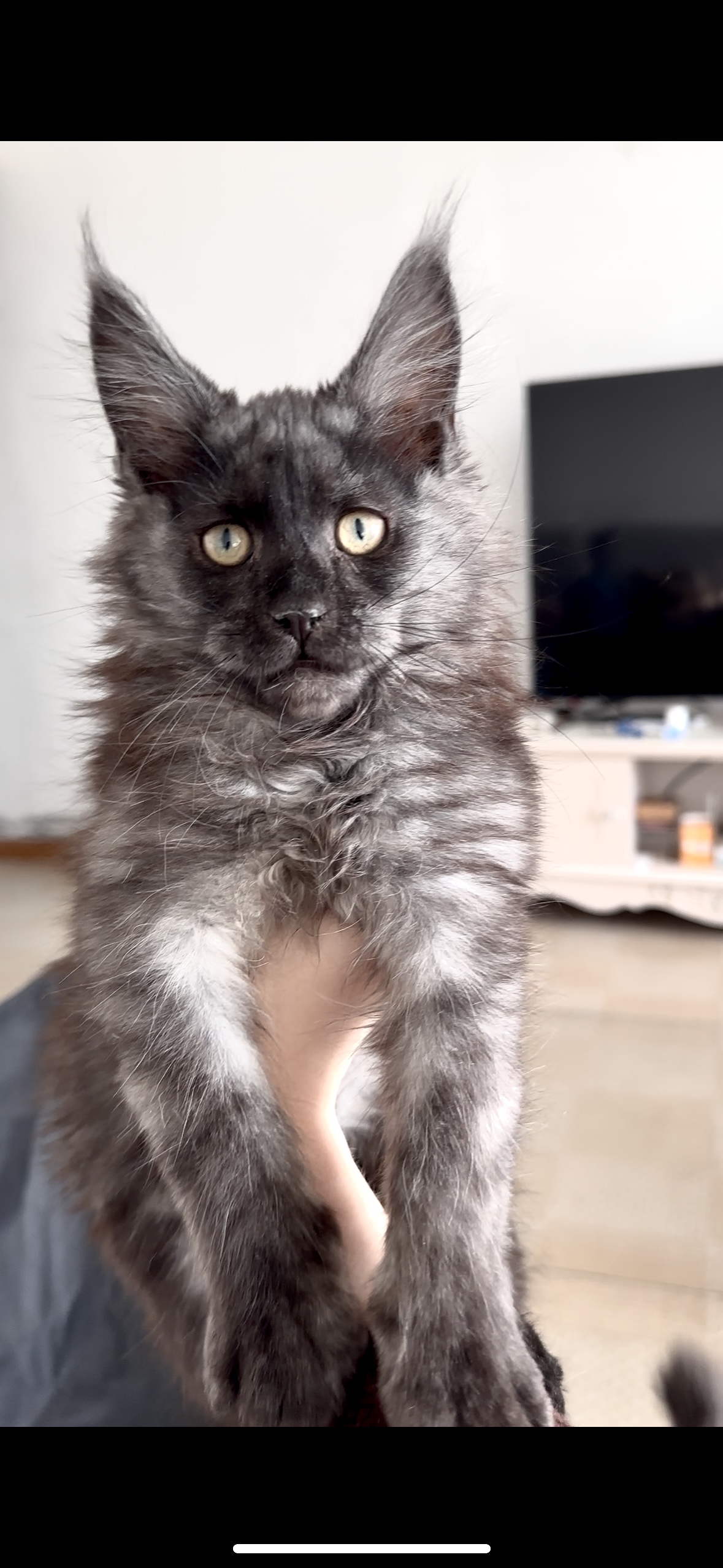 猫猫缅因猫