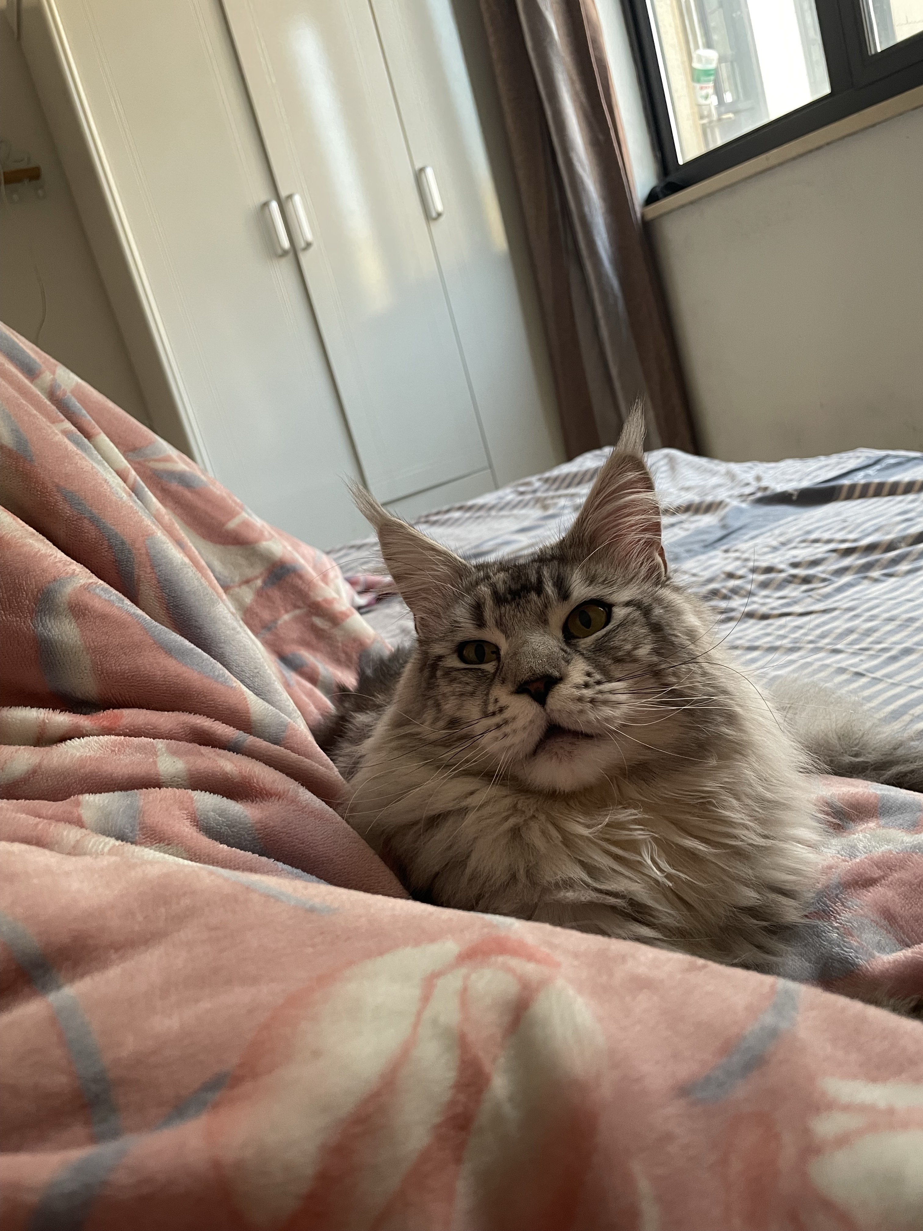 猫猫缅甸猫
