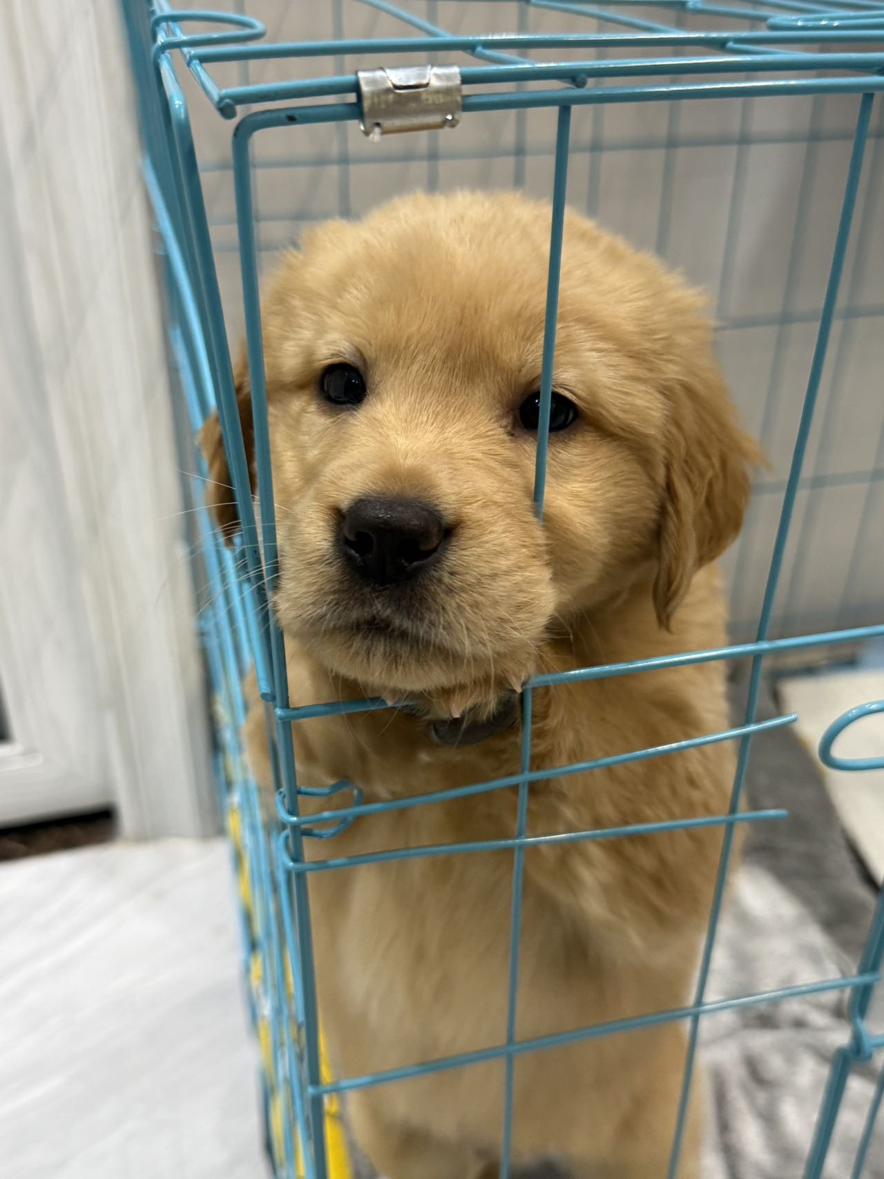狗狗金毛犬