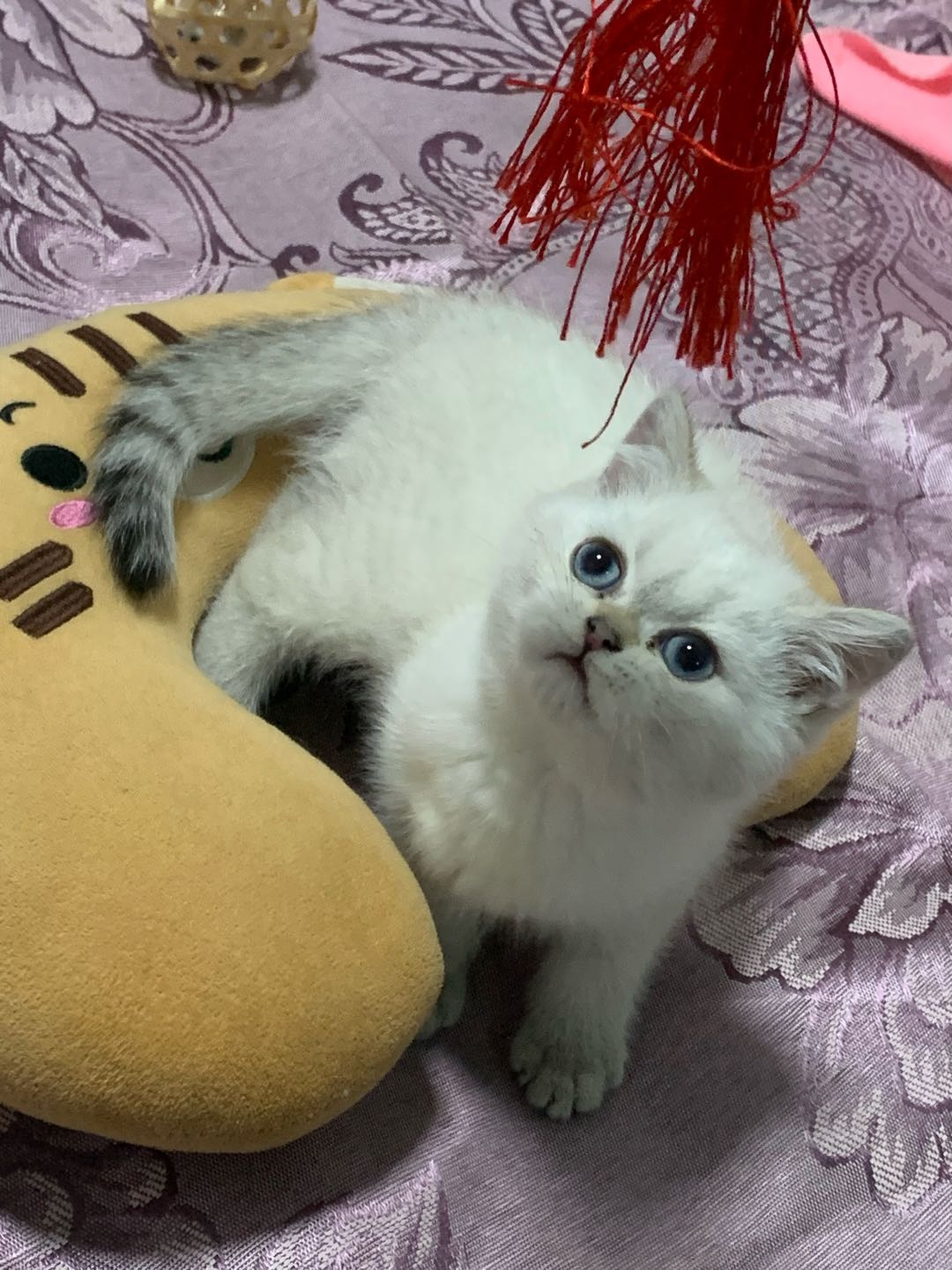猫猫银渐层