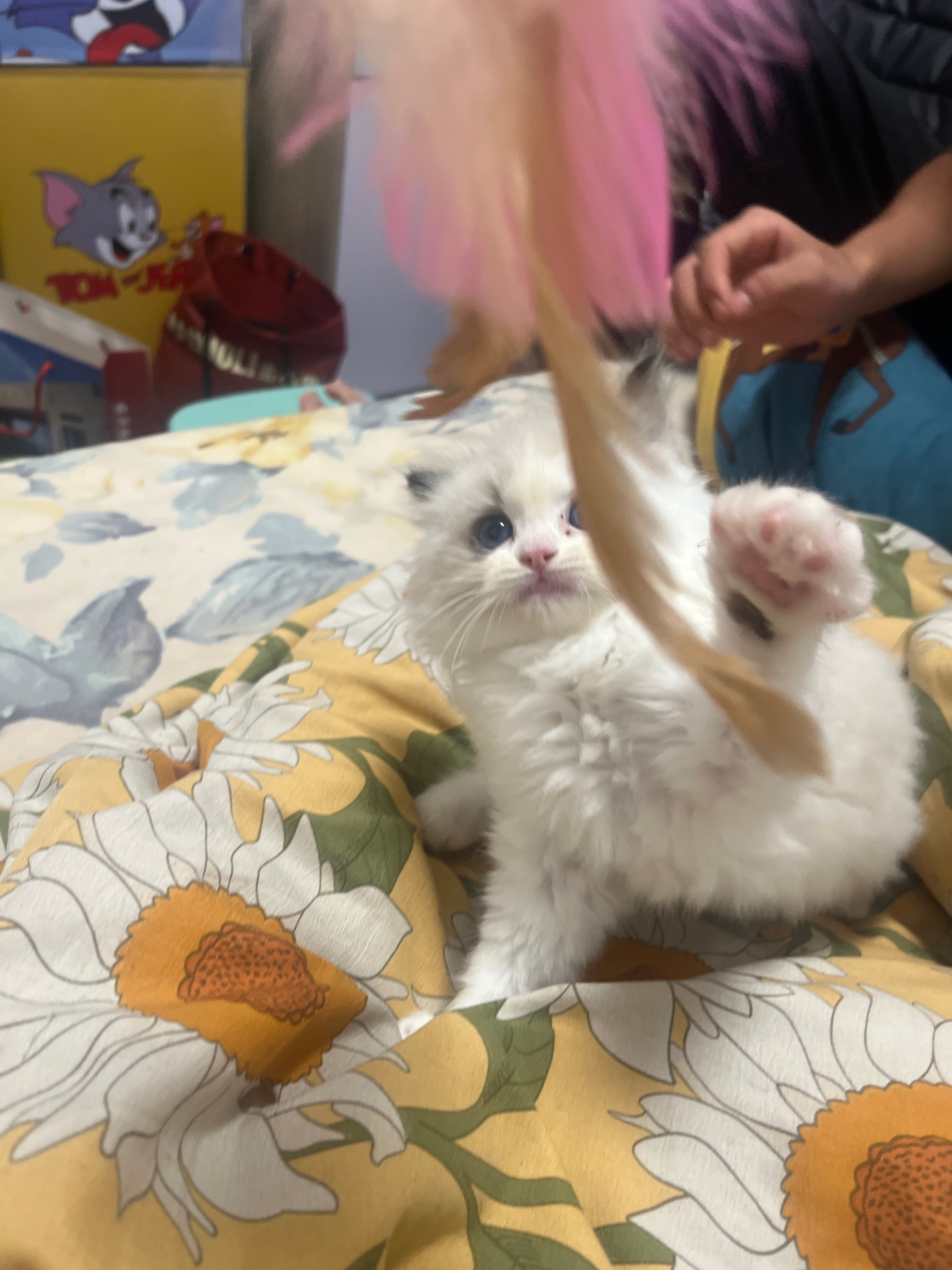 猫猫布偶猫