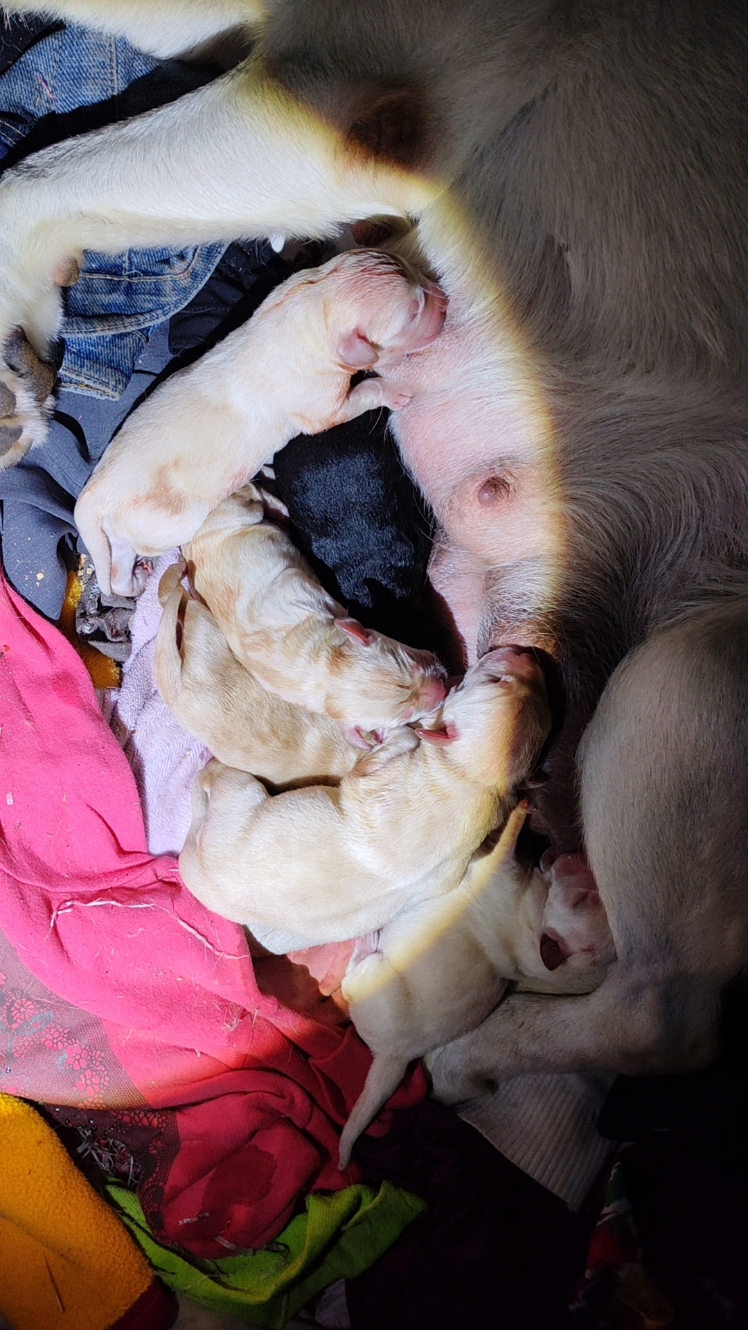 家养拉布拉多幼犬刚出生现接受预订