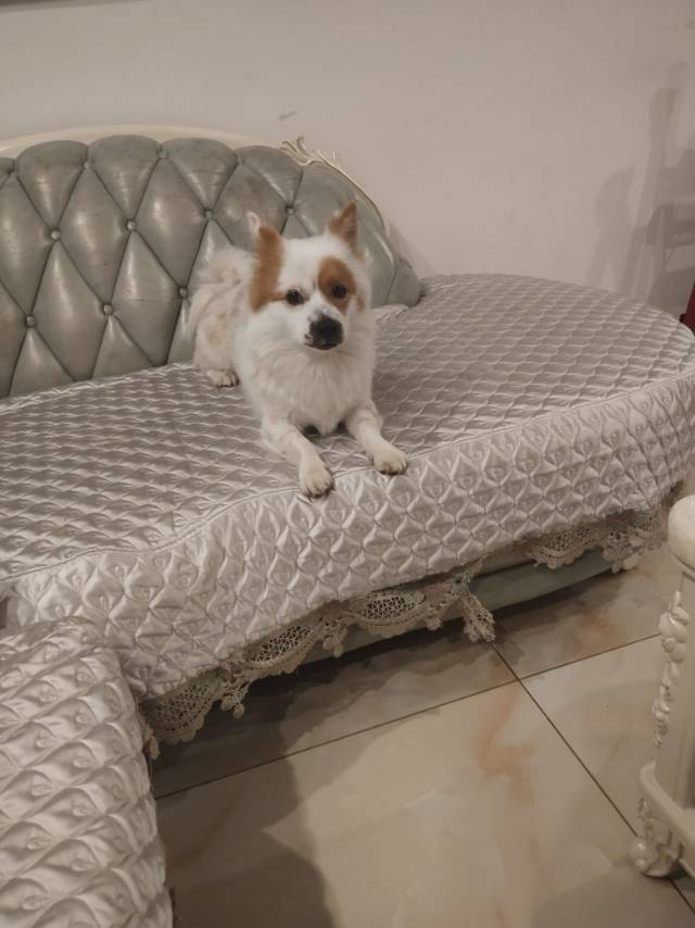 狗狗柯基犬