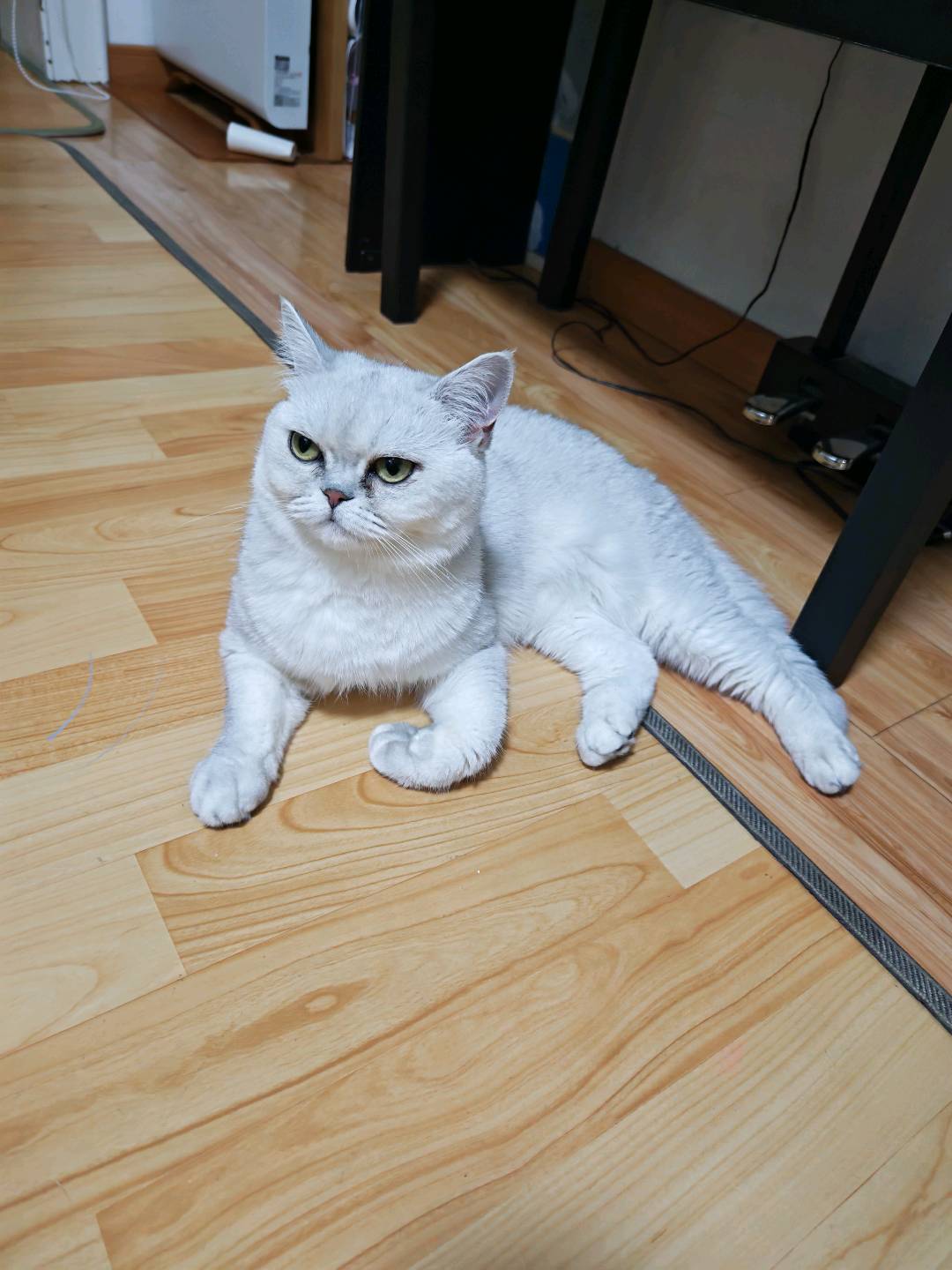 猫猫萌宠档案