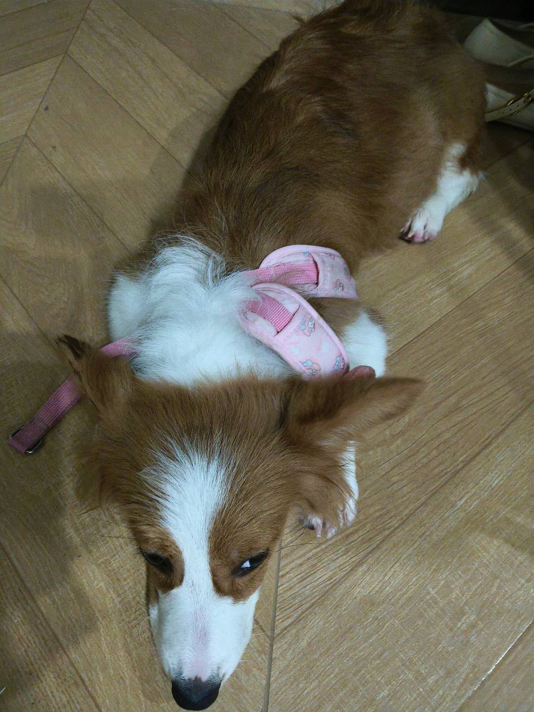 狗狗柯基犬