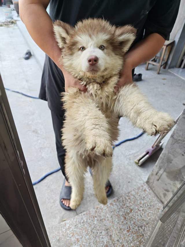 狗狗阿拉斯加雪橇犬