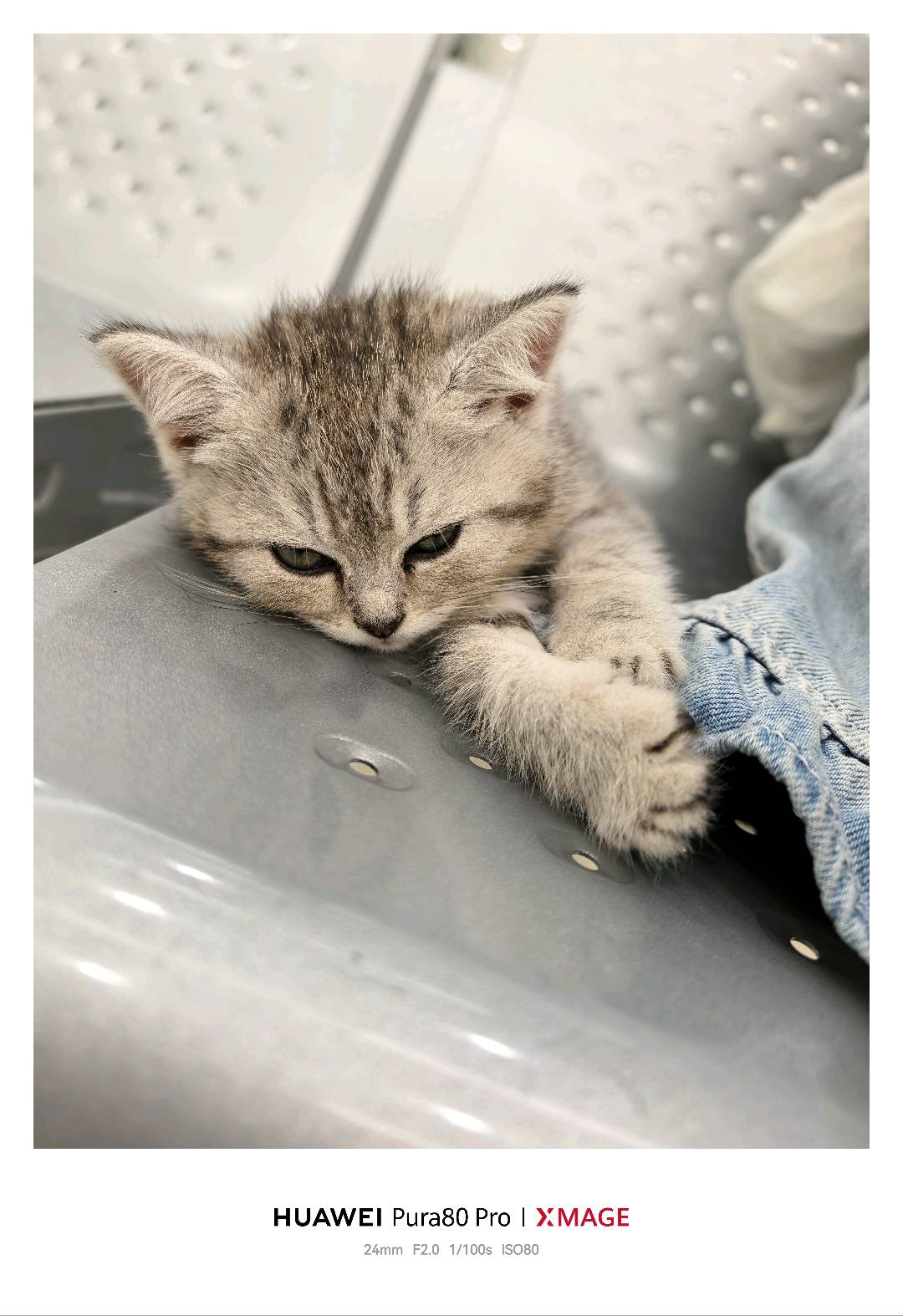 小猫找家长啦，因为自己鼻炎太严重了，养不了，养了会过敏，所以就给小猫找新家