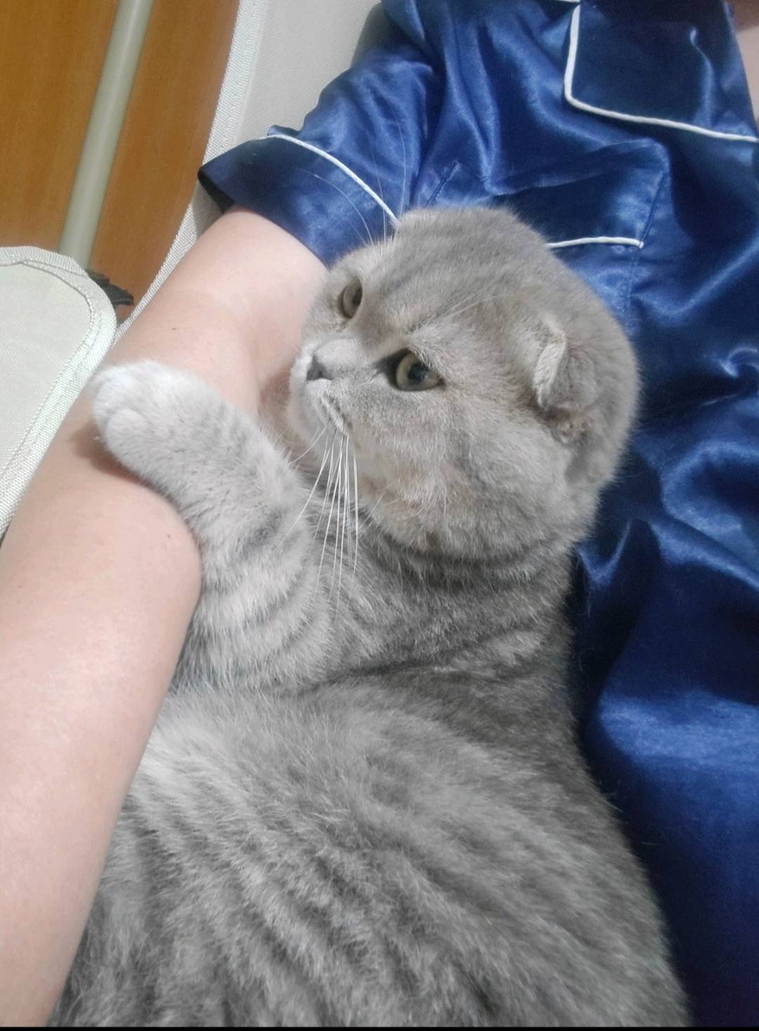 猫猫萌宠档案
