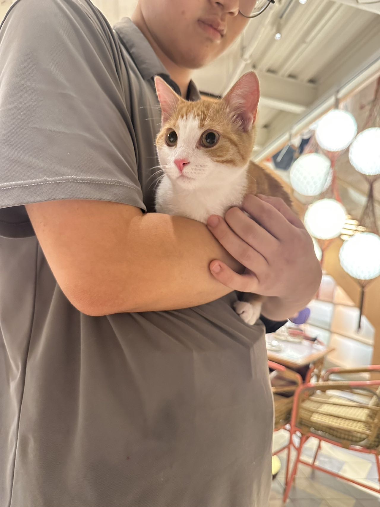 猫猫萌宠档案