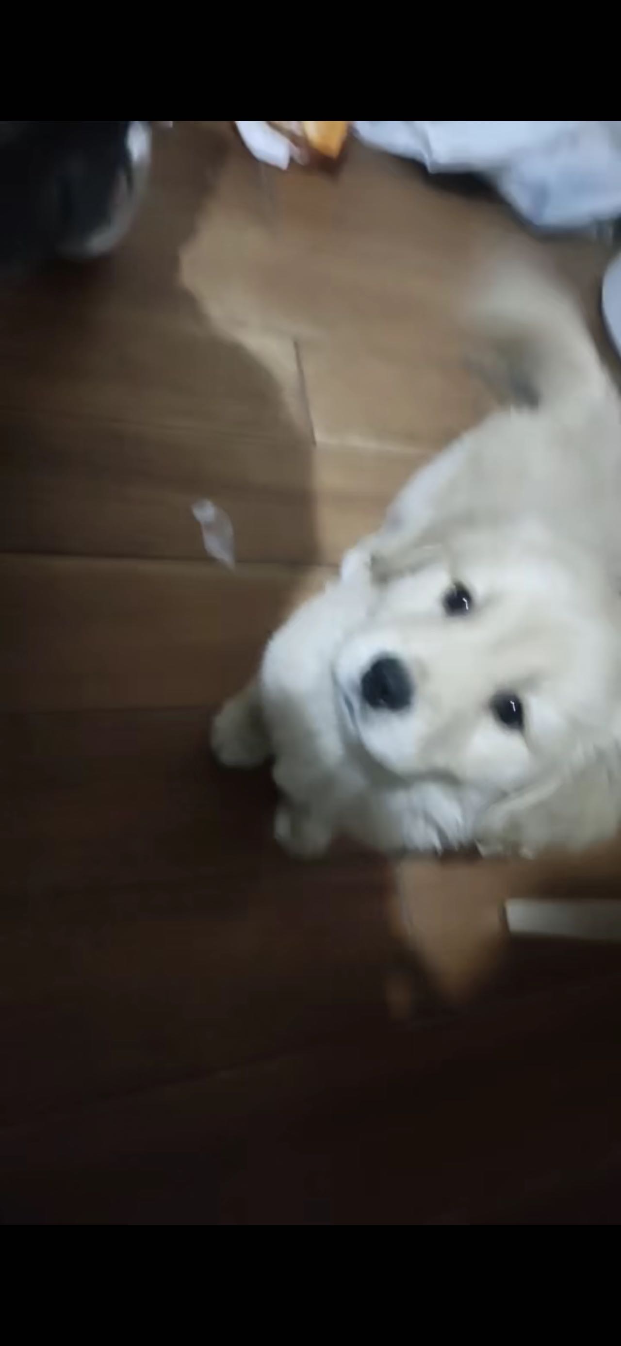 狗狗金毛犬