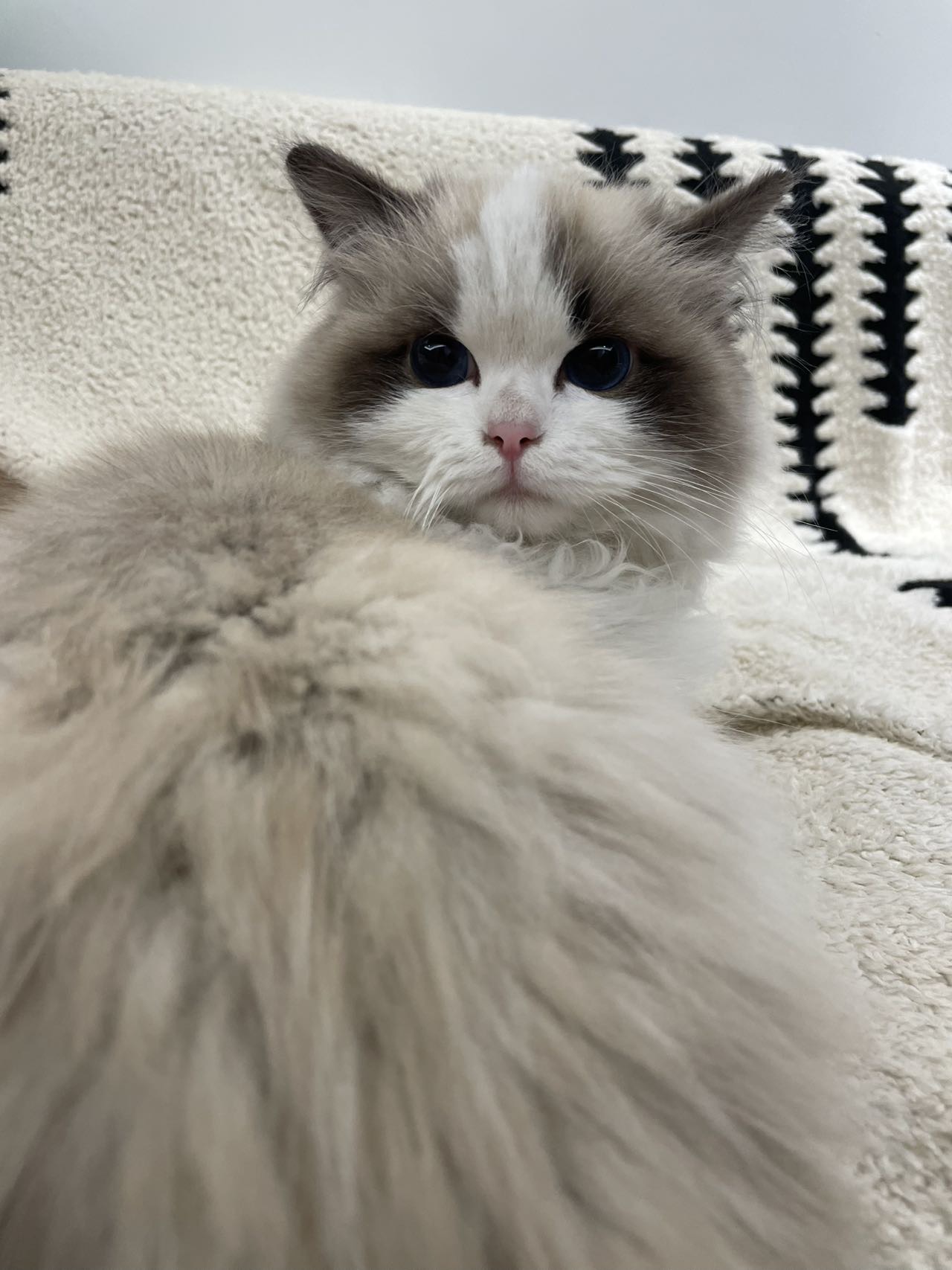猫猫布偶猫