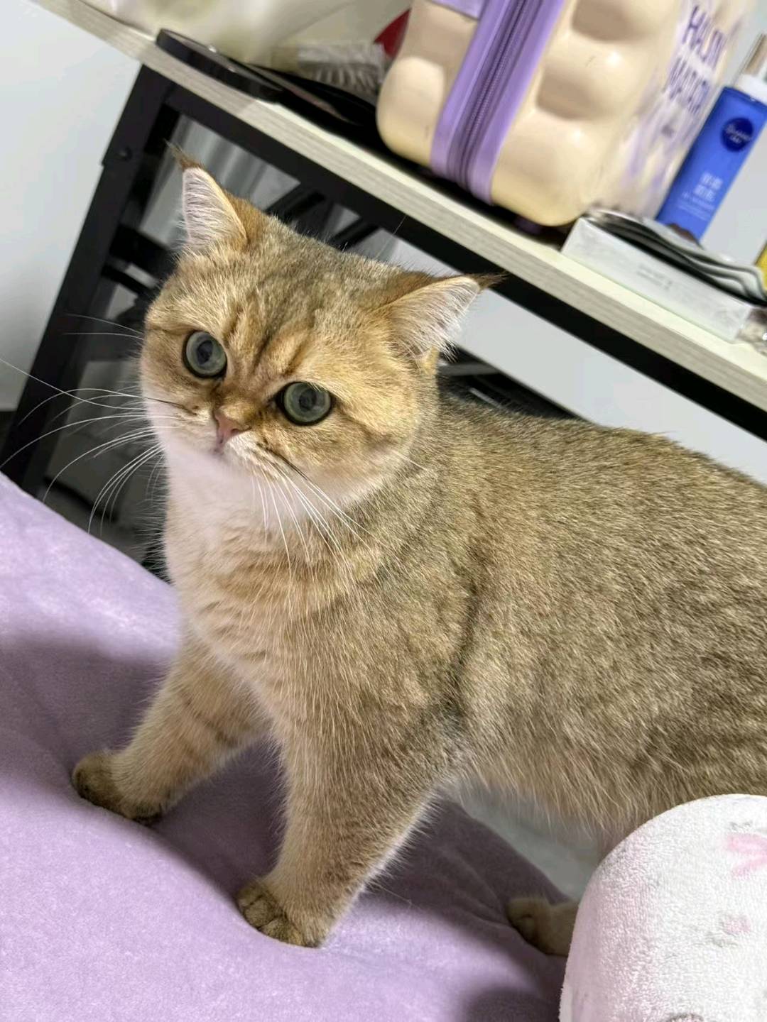 猫猫金渐层