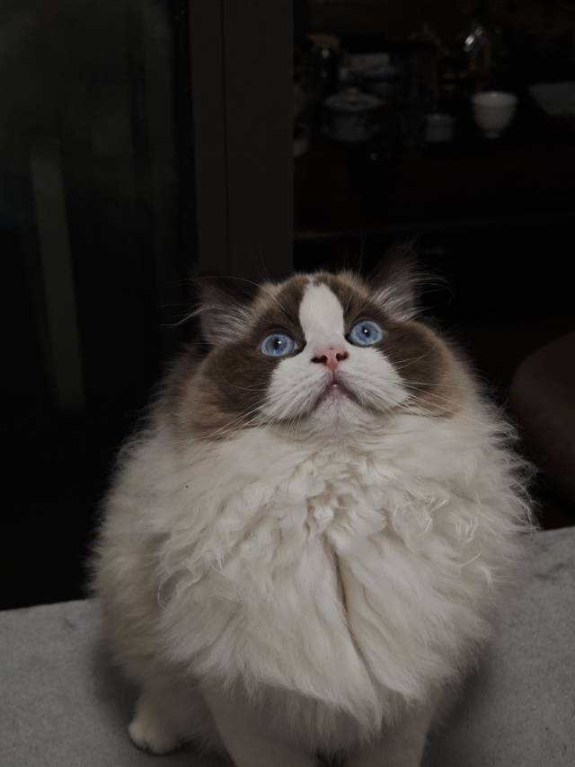 猫猫布偶猫