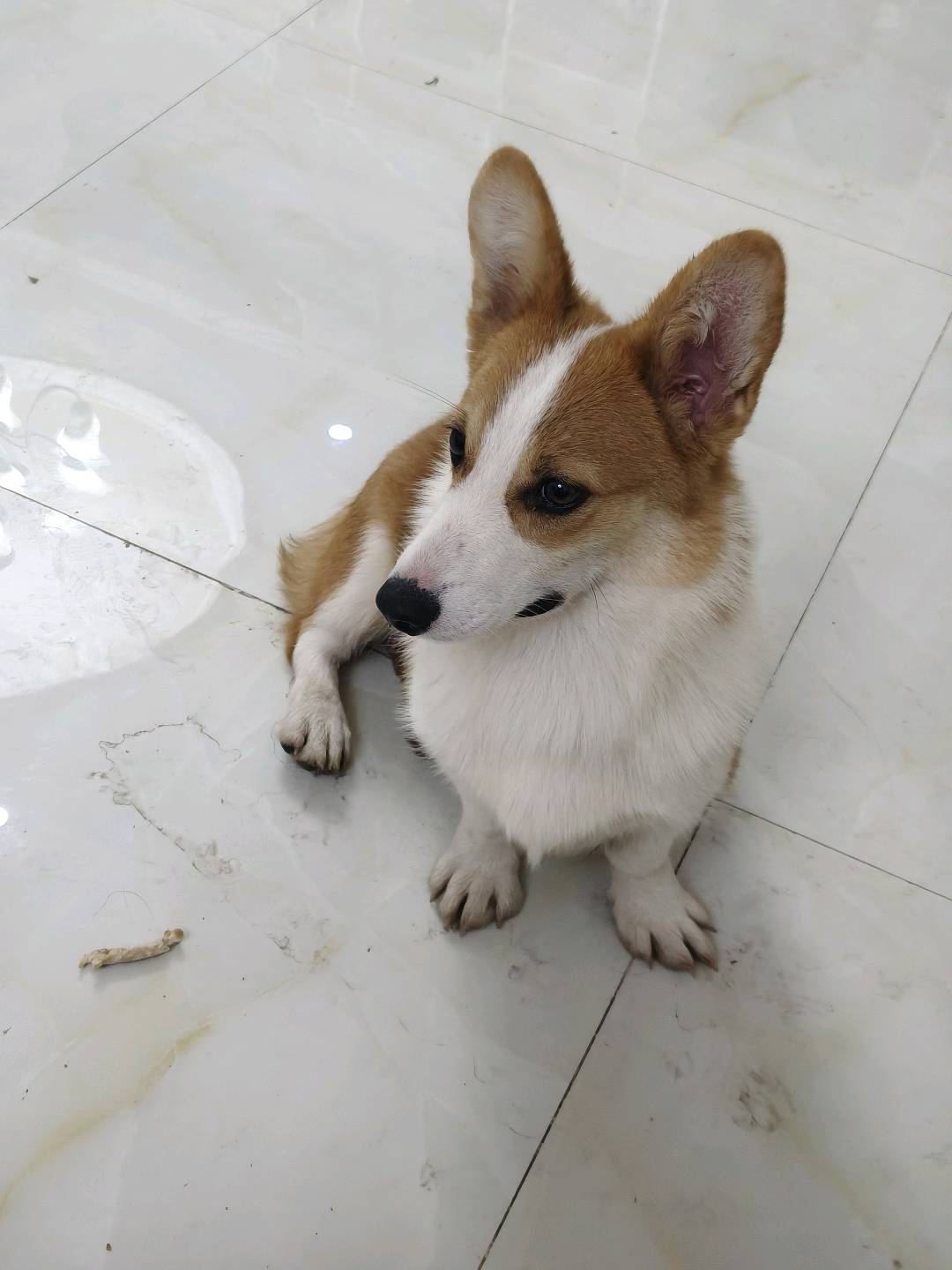 狗狗柯基犬