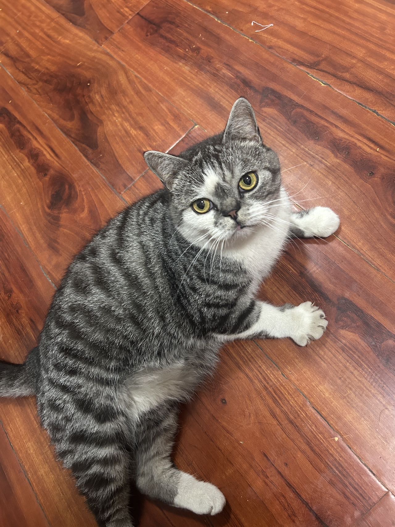 猫猫萌宠档案