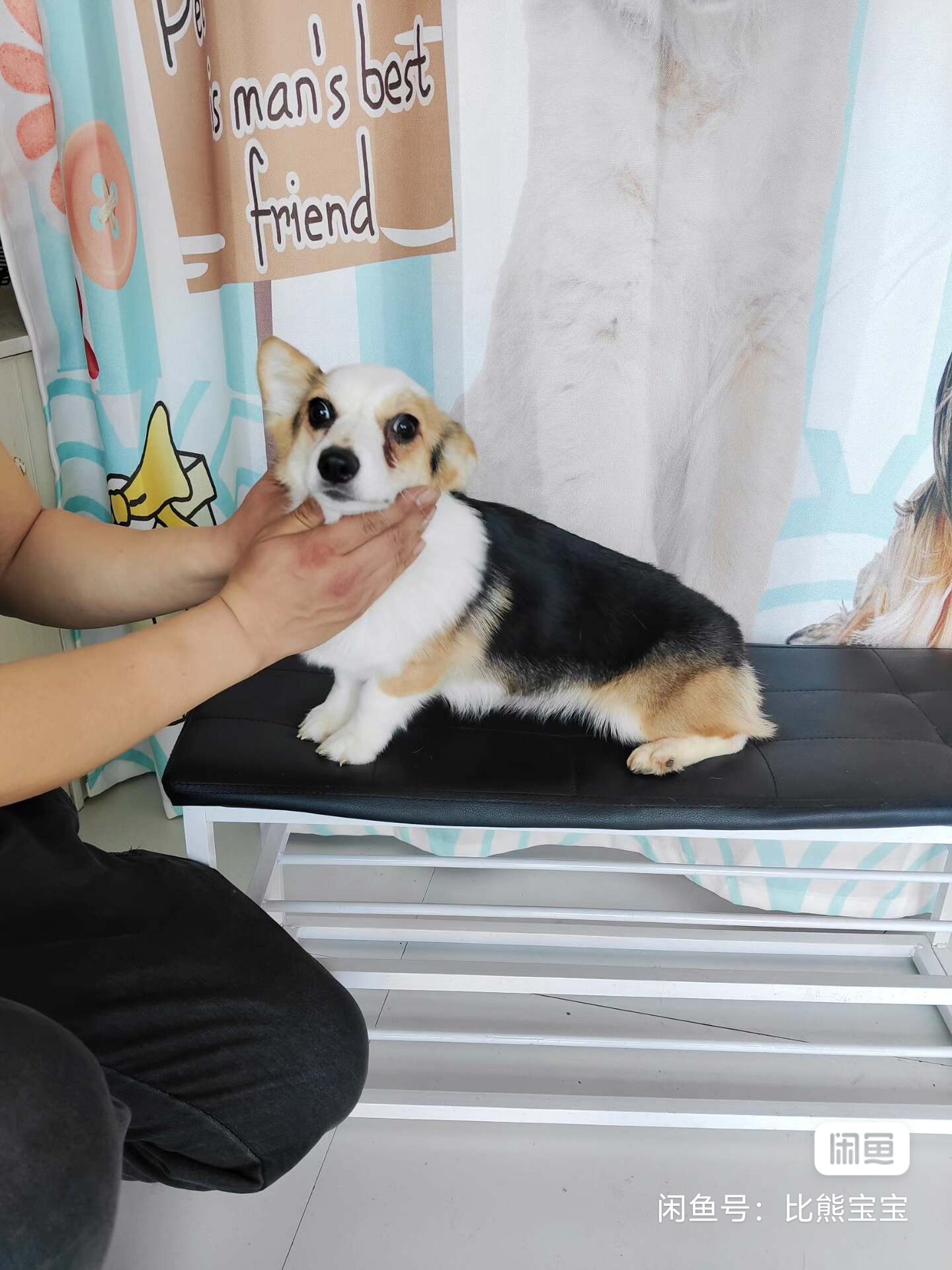 狗狗柯基犬