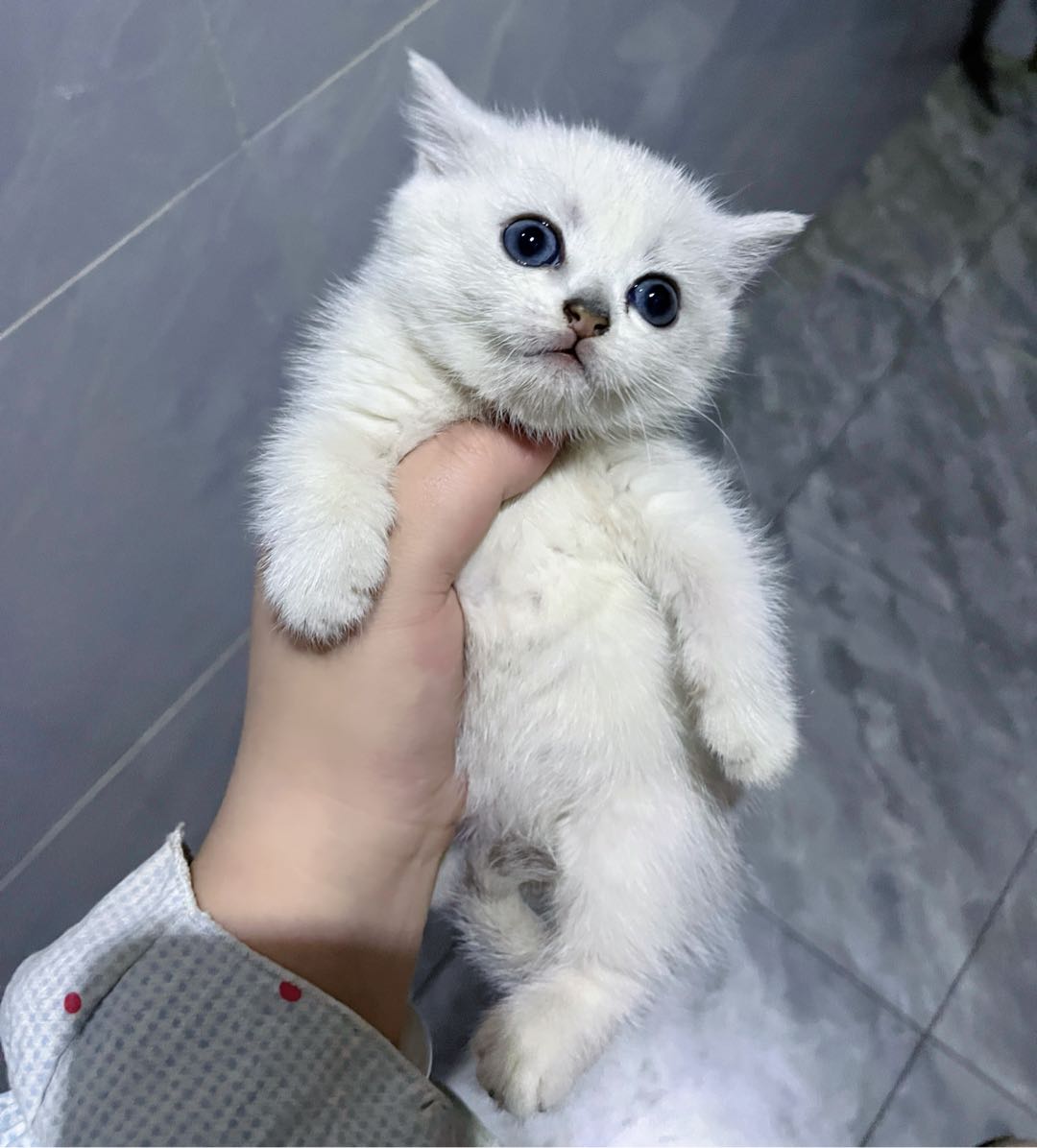 猫猫银渐层