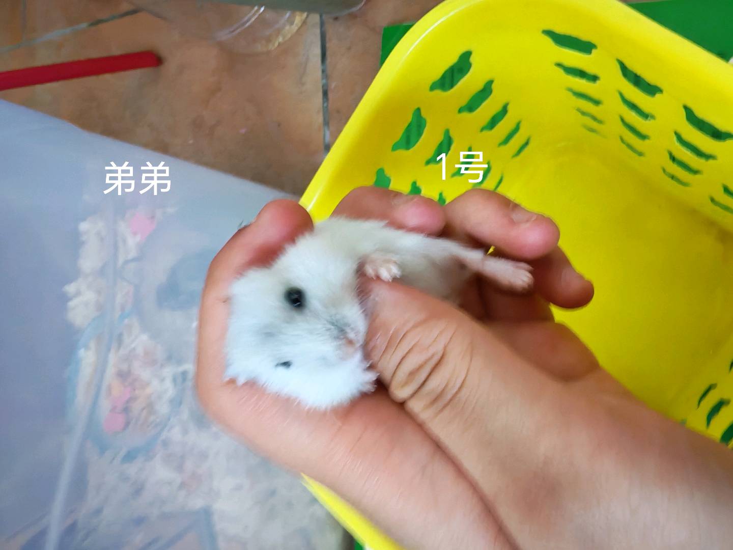 特别听话很温顺每一只都胖胖的