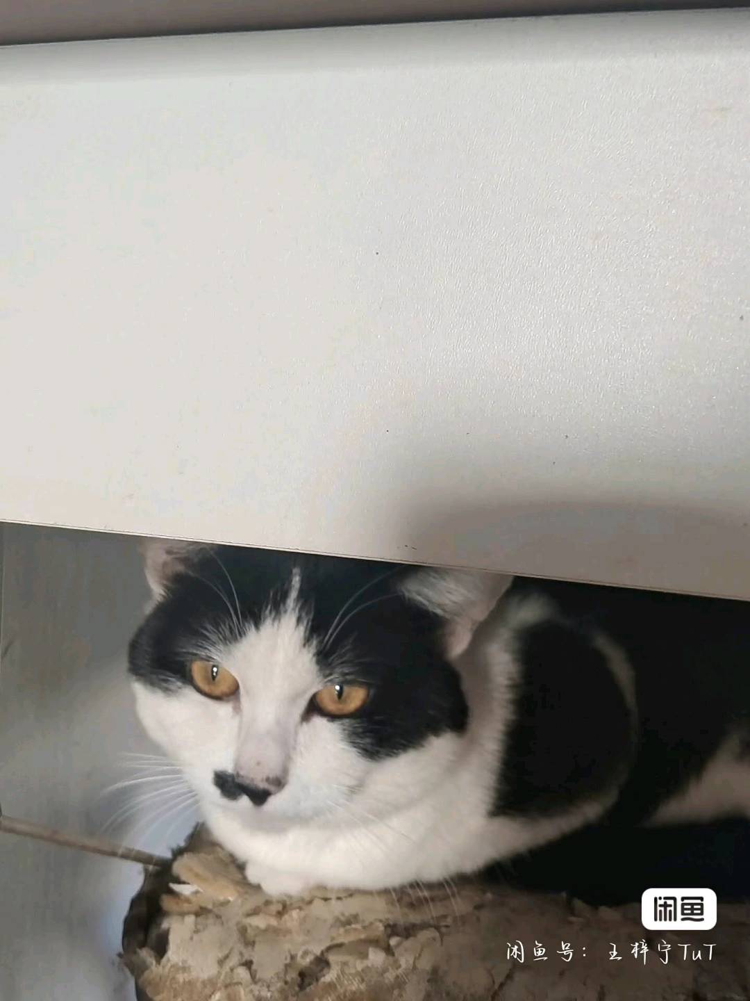 奶牛猫，因为家里猫太多想送养，期望一个新主人爱猫，不要虐待，希望是同城，一共是三只猫，可以要一个，也可以都要