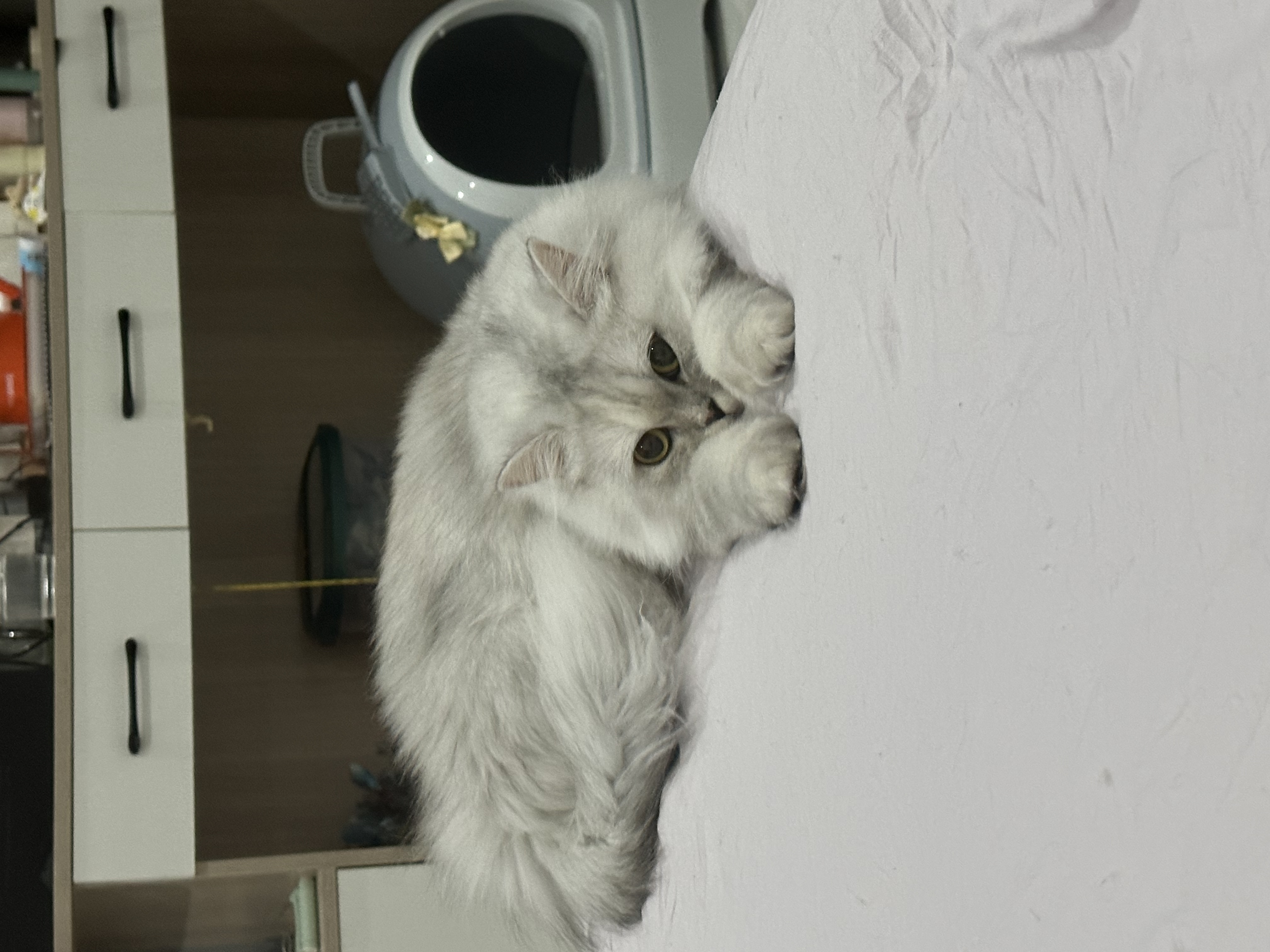 可上门喂猫,需要可私聊!