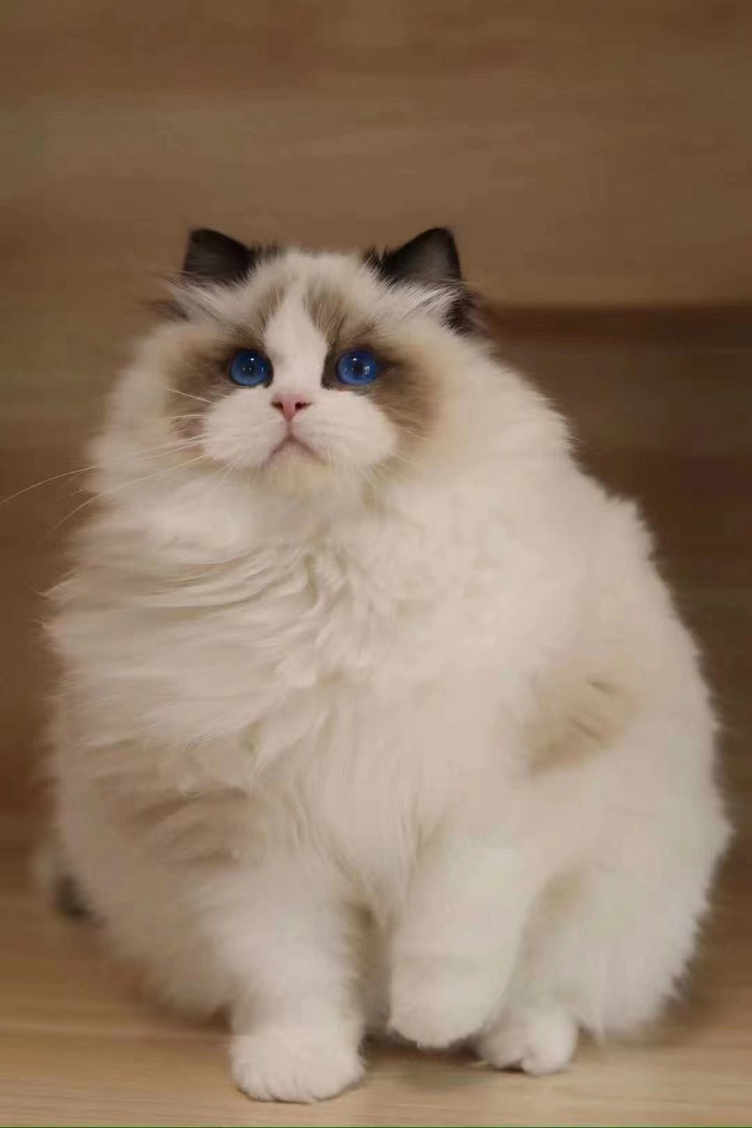猫猫阿比西尼亚猫