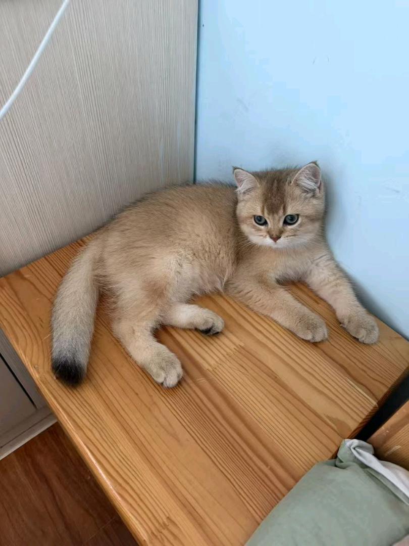 猫猫金渐层
