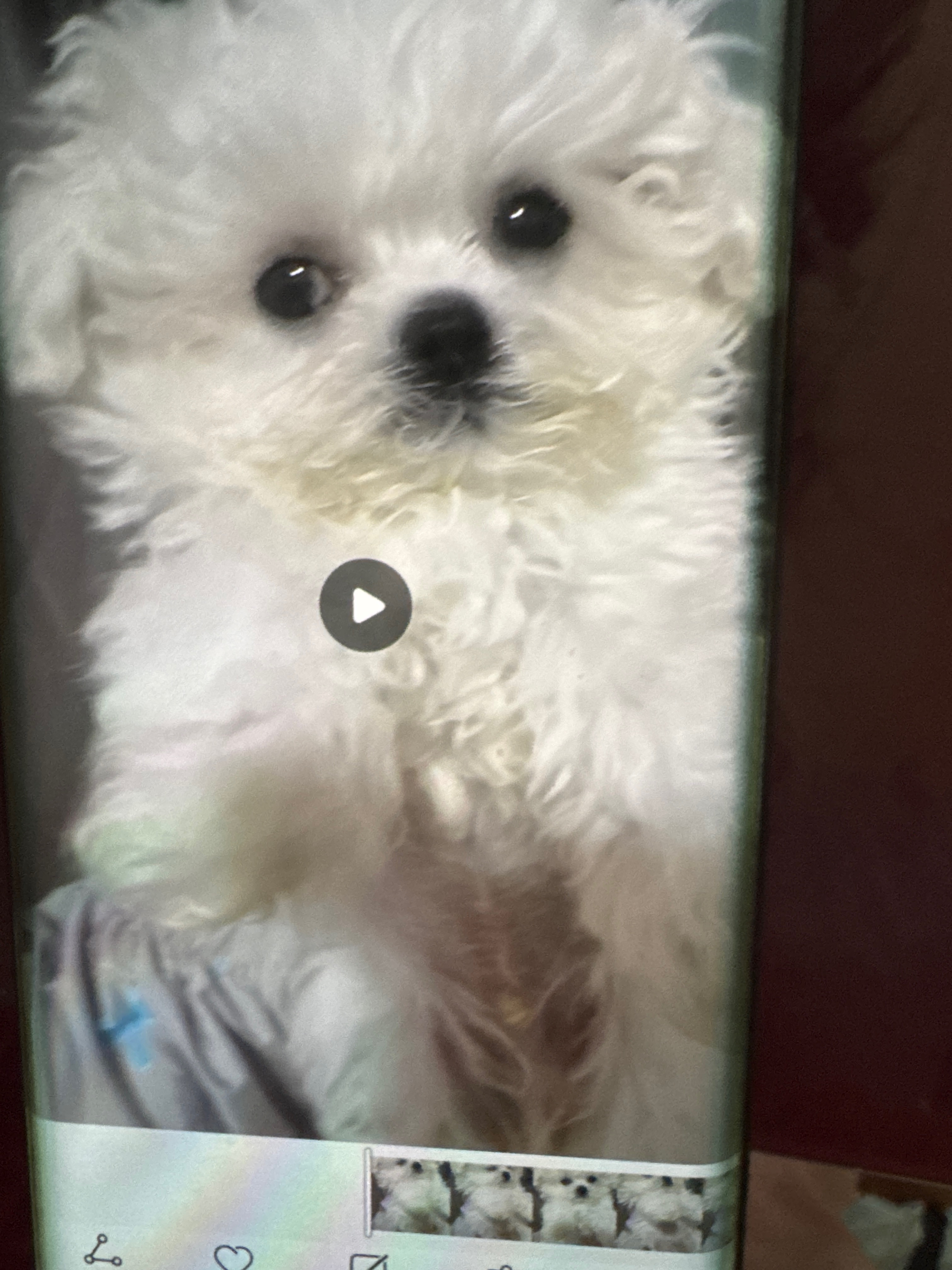 狗狗比熊犬
