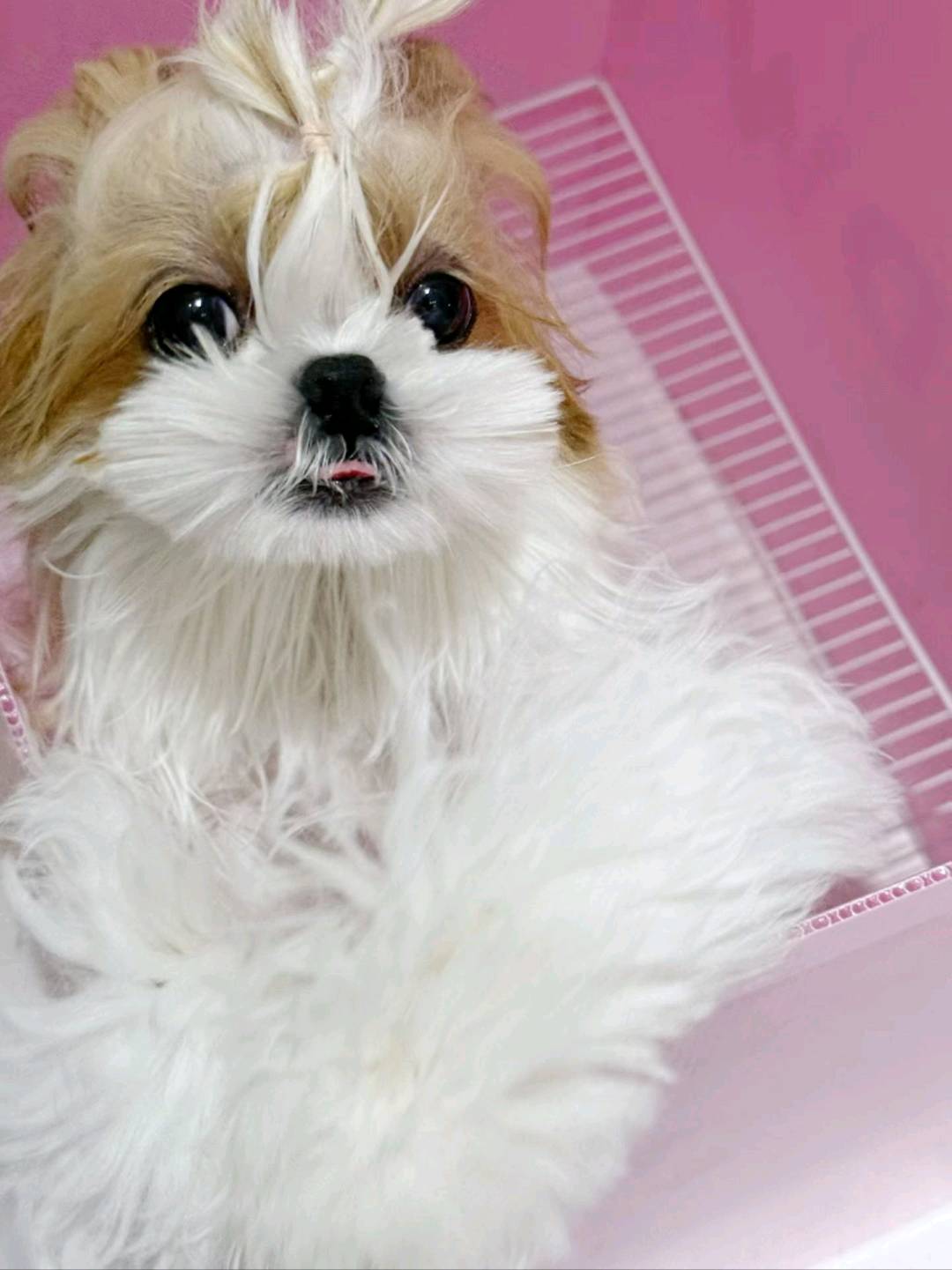 狗狗西施犬