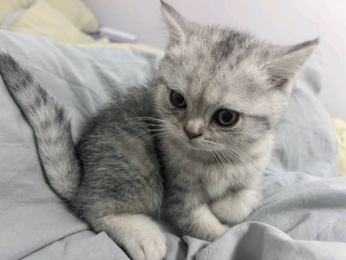 猫猫其它