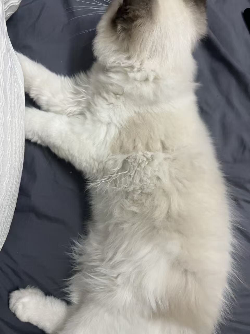 猫猫萌宠档案