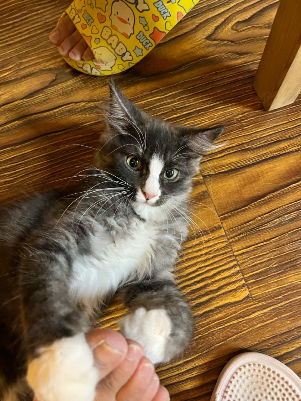 猫猫缅因猫
