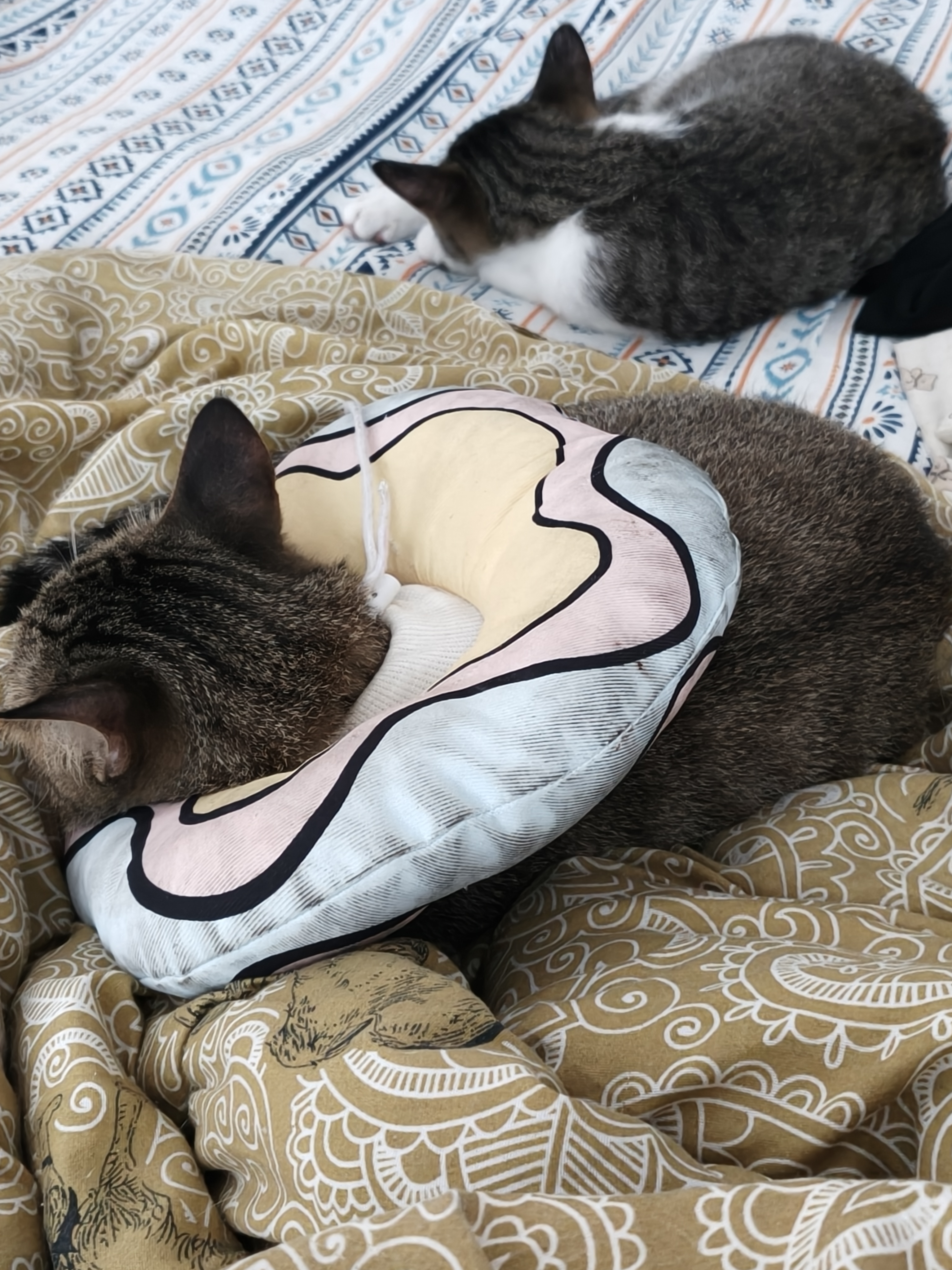 会自己用猫砂 很沉稳 应激了也只会跑开不会抓人 很听话