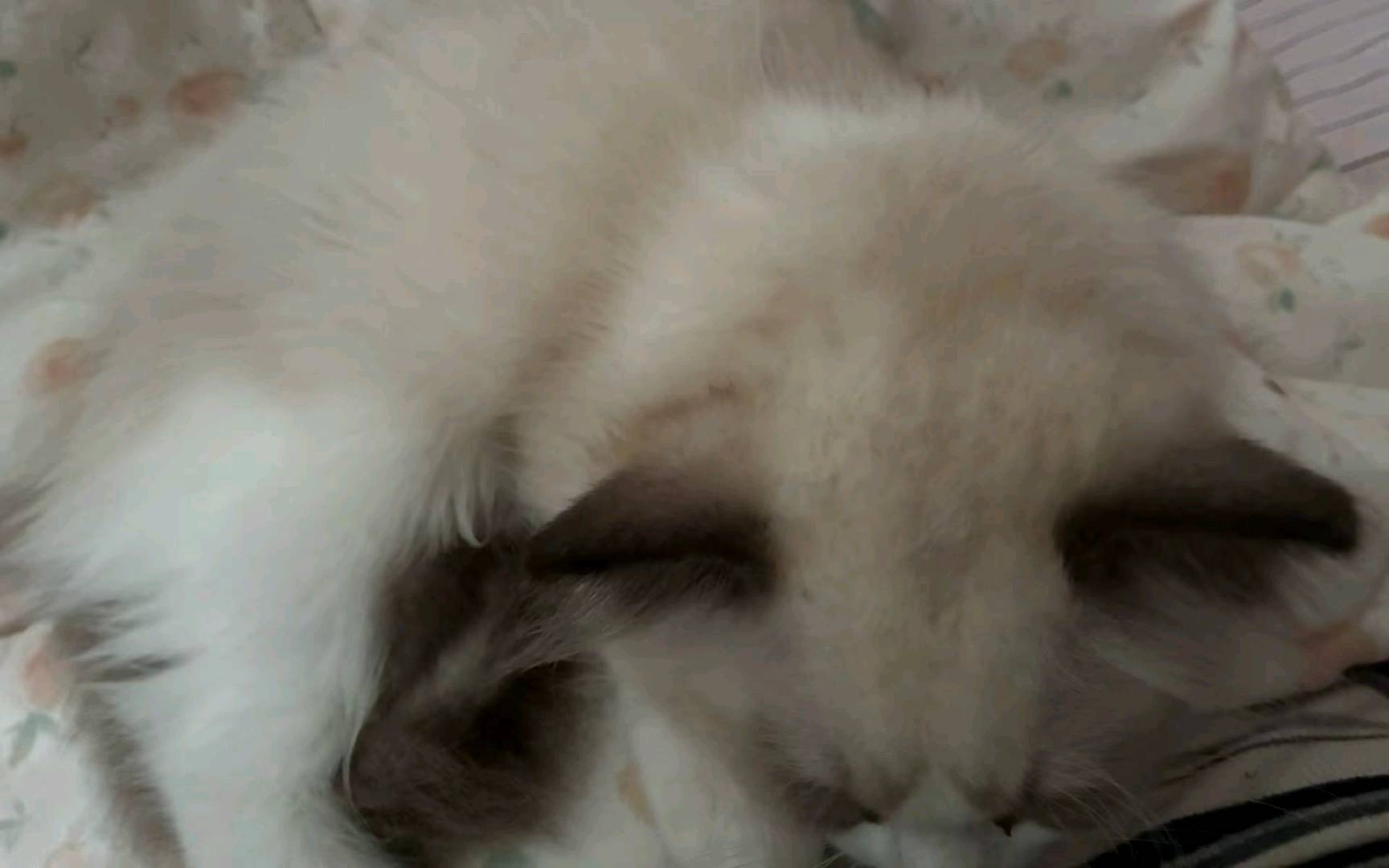 猫猫萌宠档案
