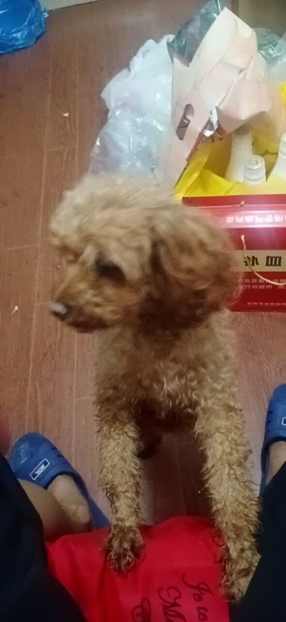 房东不让养狗狗泰迪狗狗母，半岁多