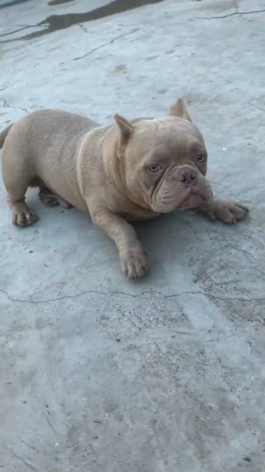 出售恶霸犬有意者联系**100594081