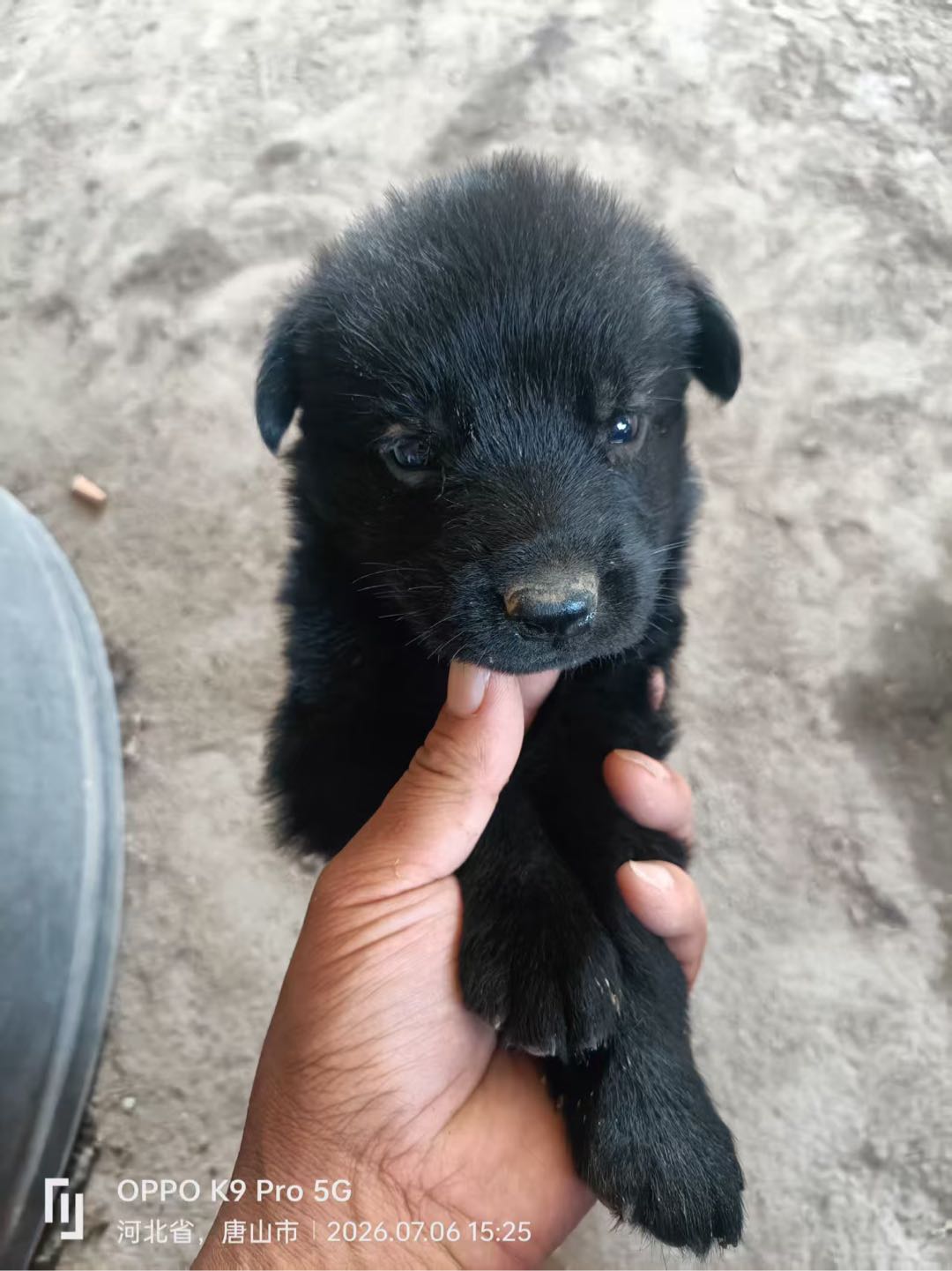 自家繁育东德牧羊犬幼犬，一窝8只，纯黑/狼青色可选，骨架大，忠实护主，很好养活，本地自提，可发快递不包邮，价格亲民。一个…