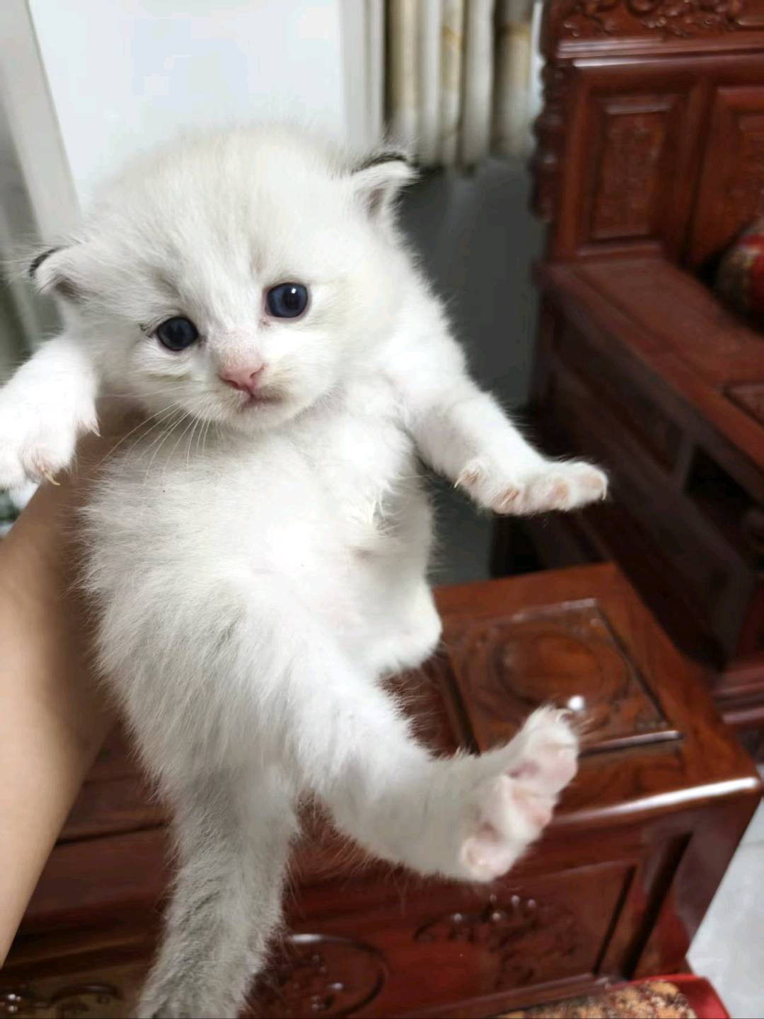 猫猫萌宠档案