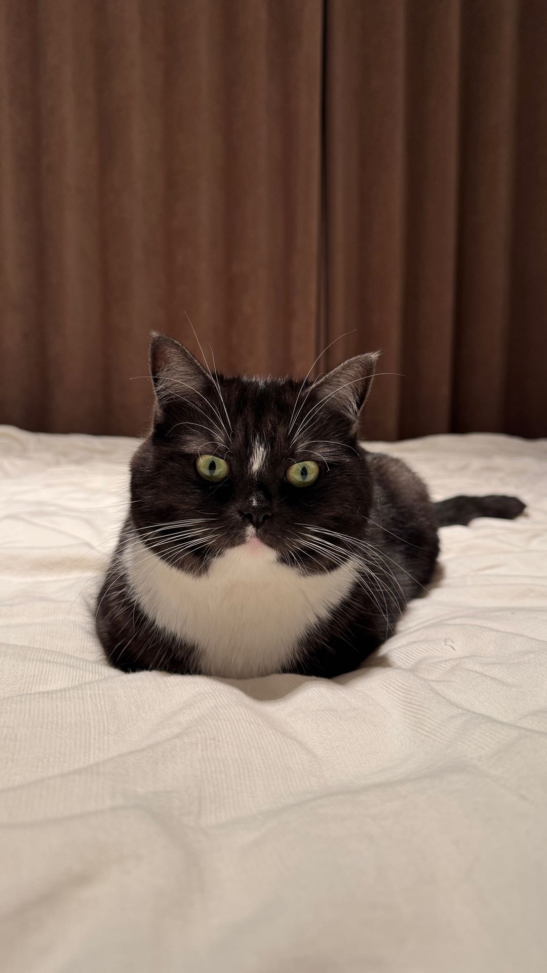 猫猫萌宠档案