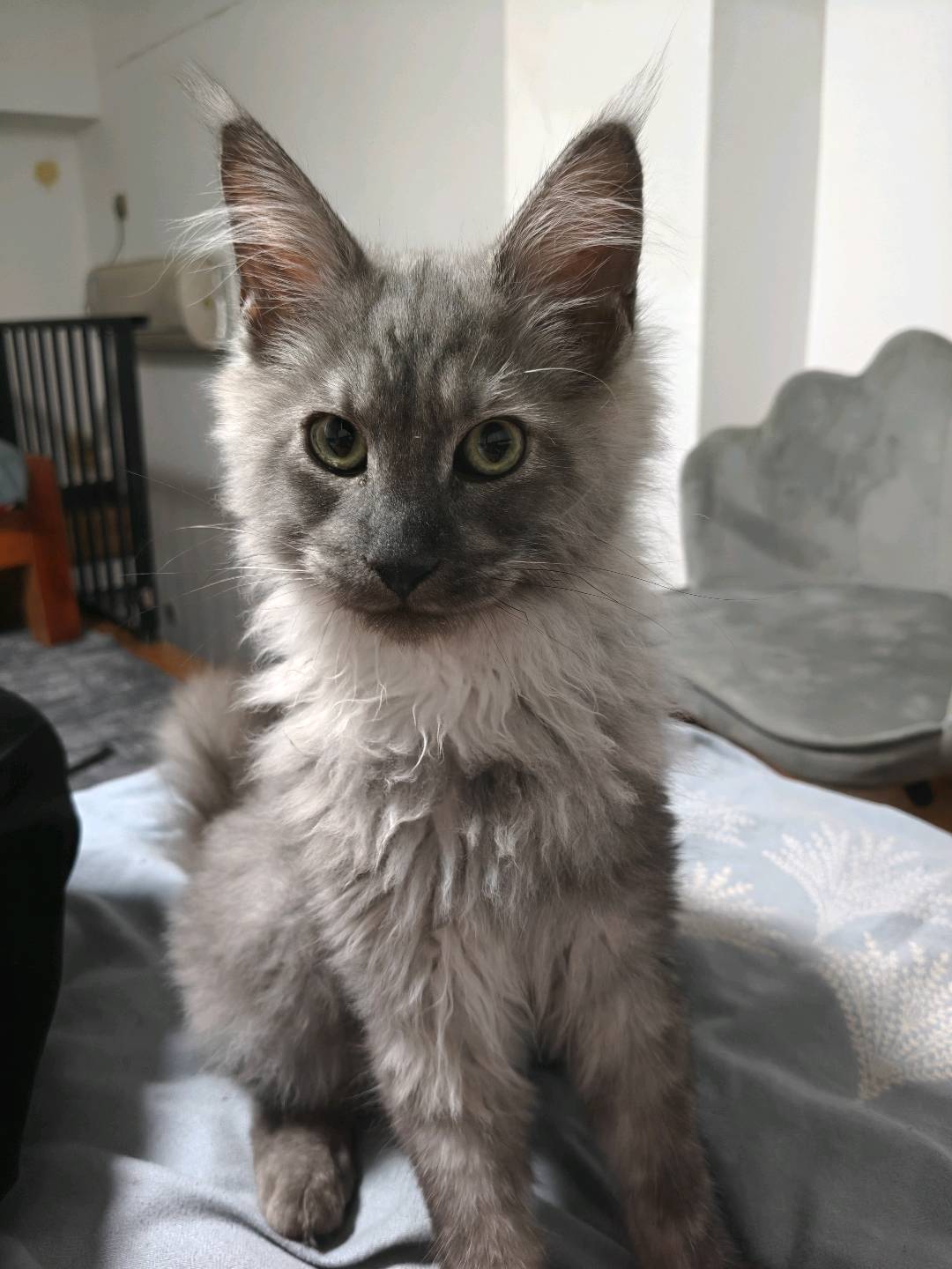 猫猫缅因猫
