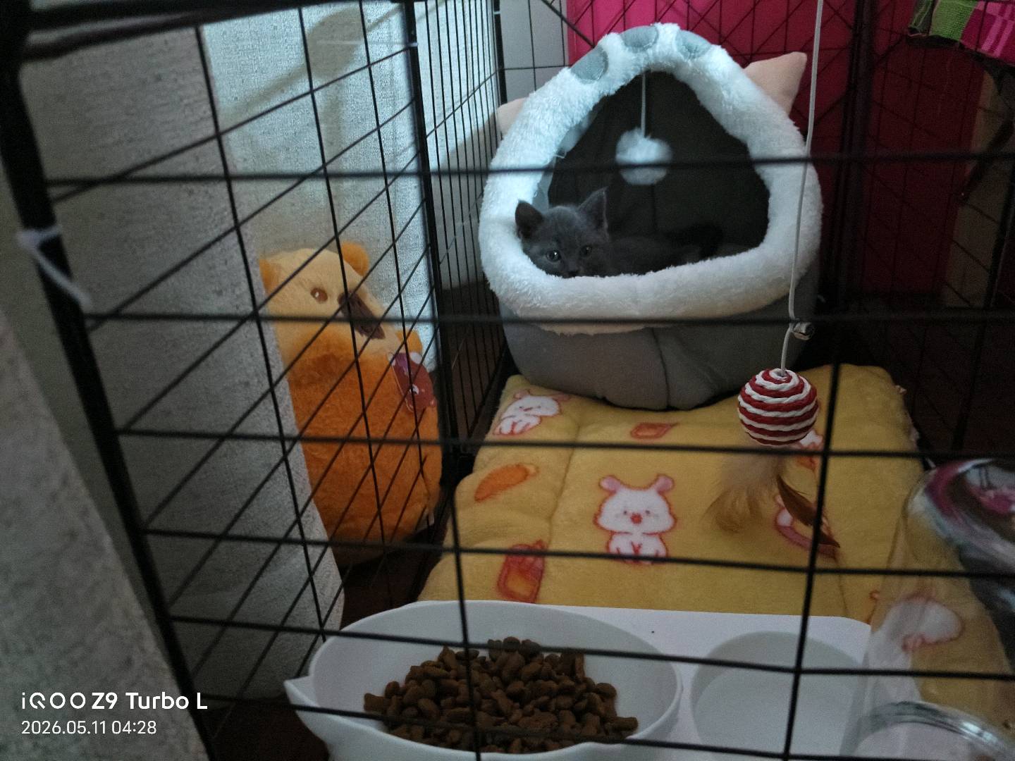 猫猫美国短毛猫