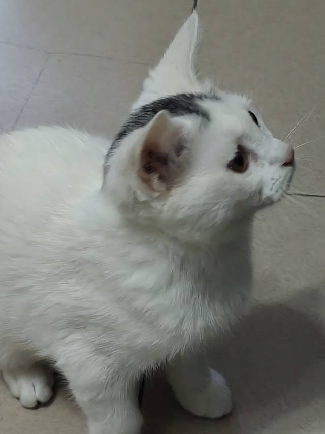 猫猫其它