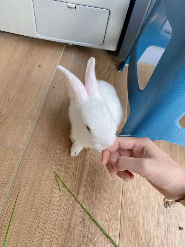 正常家养兔子