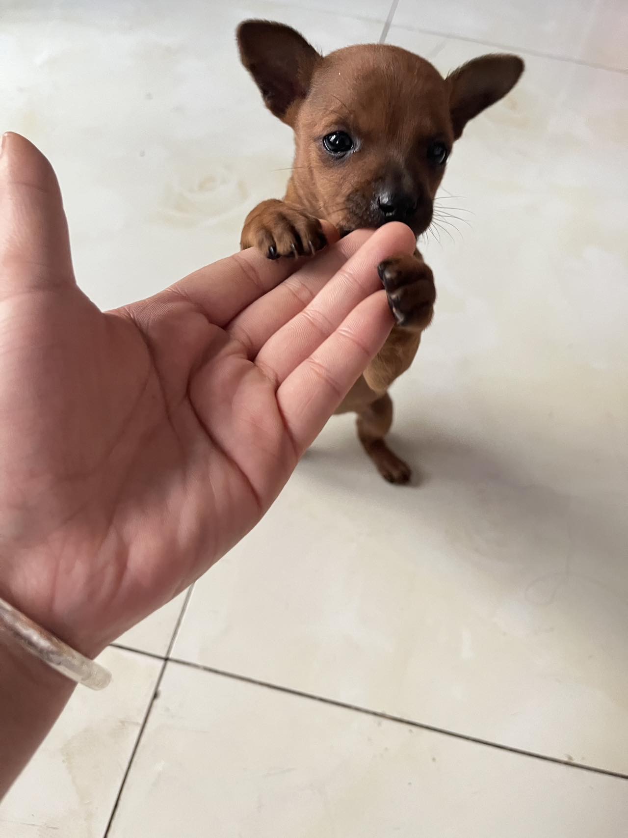 小鹿犬自己家的三个月大驱虫已做好一针疫苗
公宝宝因为家里狗狗太多了所以找个新主人