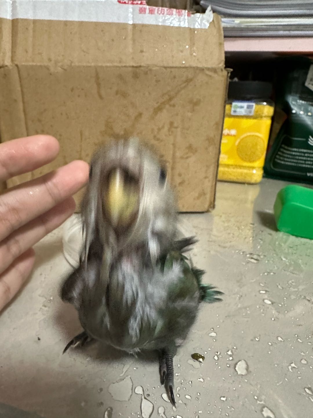 毛豆