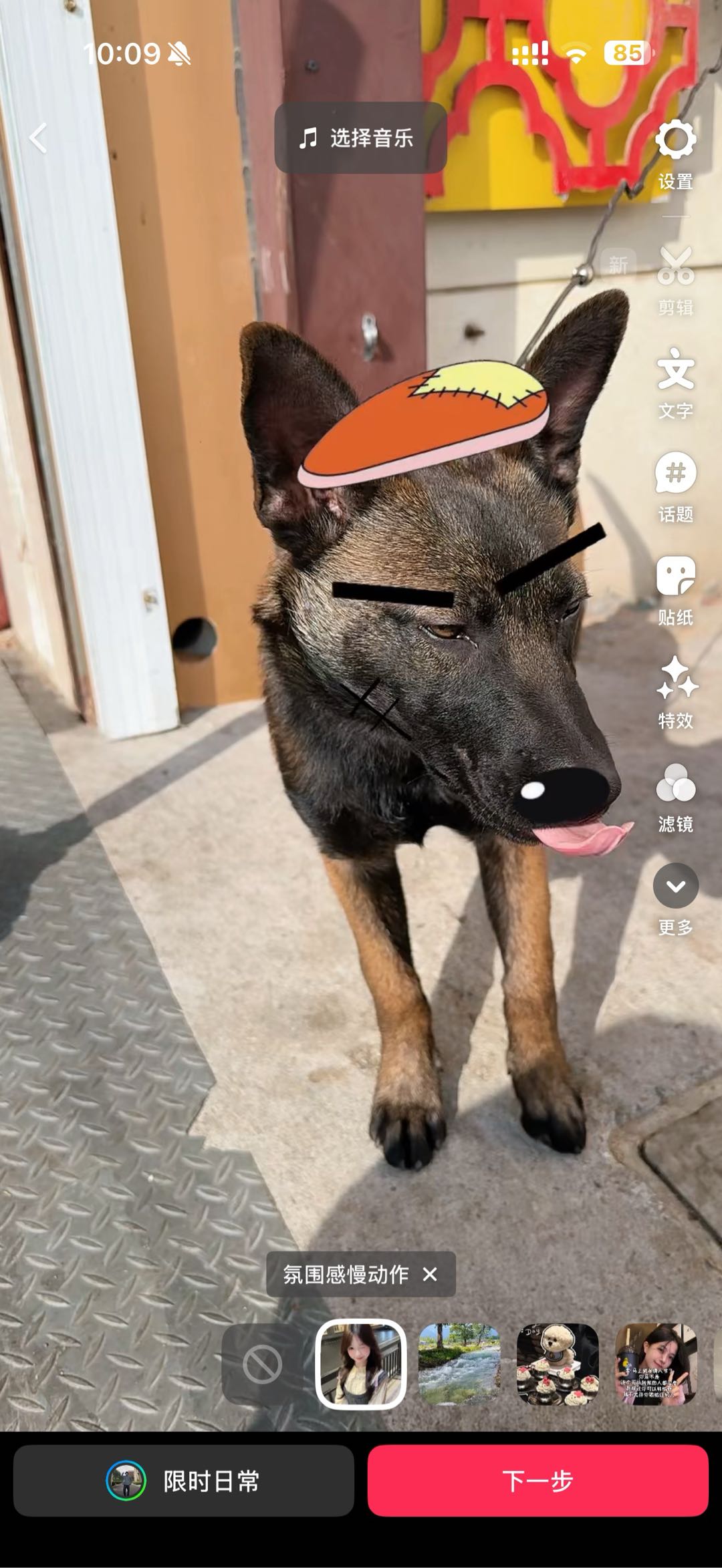 马犬 5个月马犬